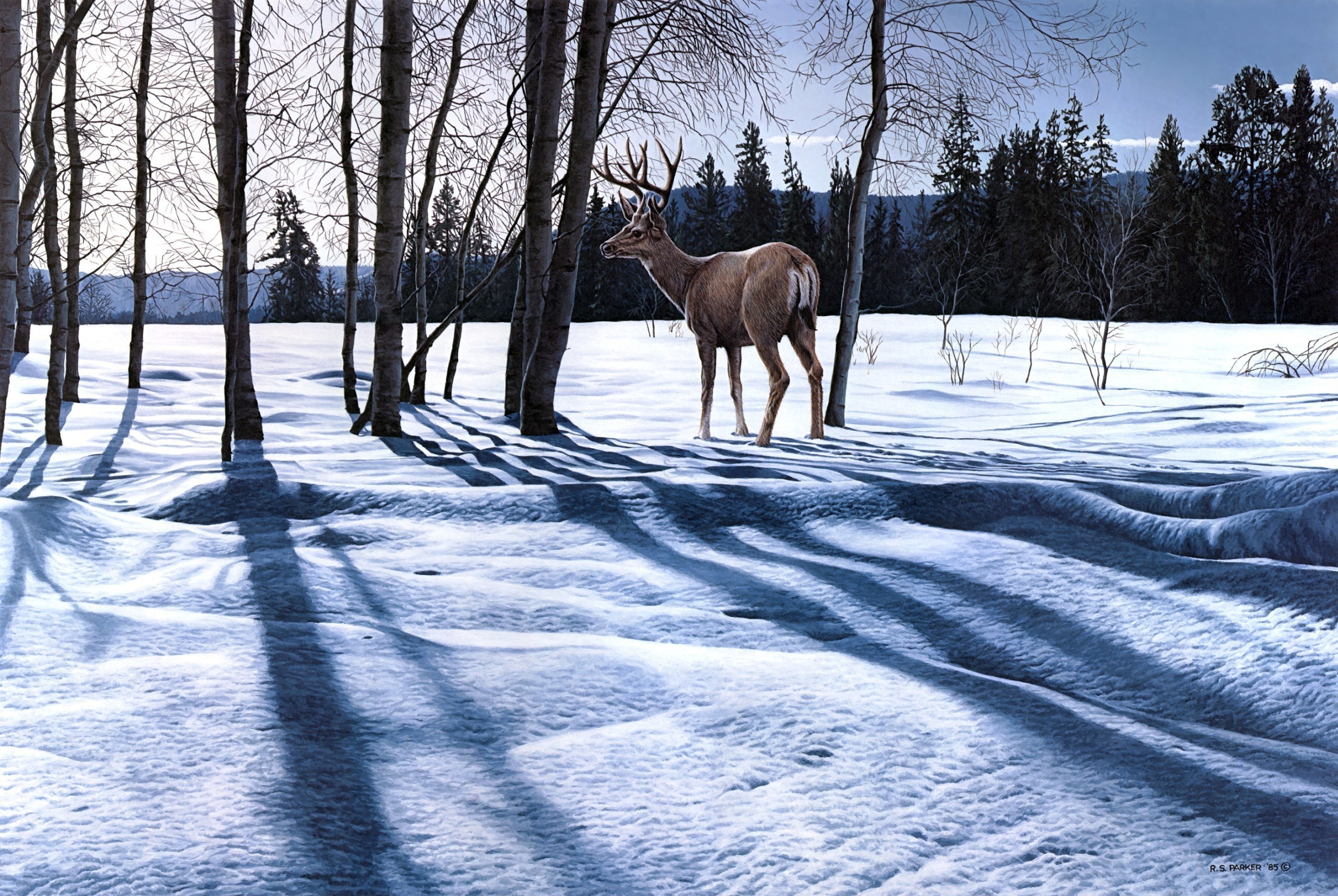 2560x1715 winter, mobile wallpapers, snow,landscape, nature 4k,wild life, deer,  animal photos, best,_ Wallpaper HD