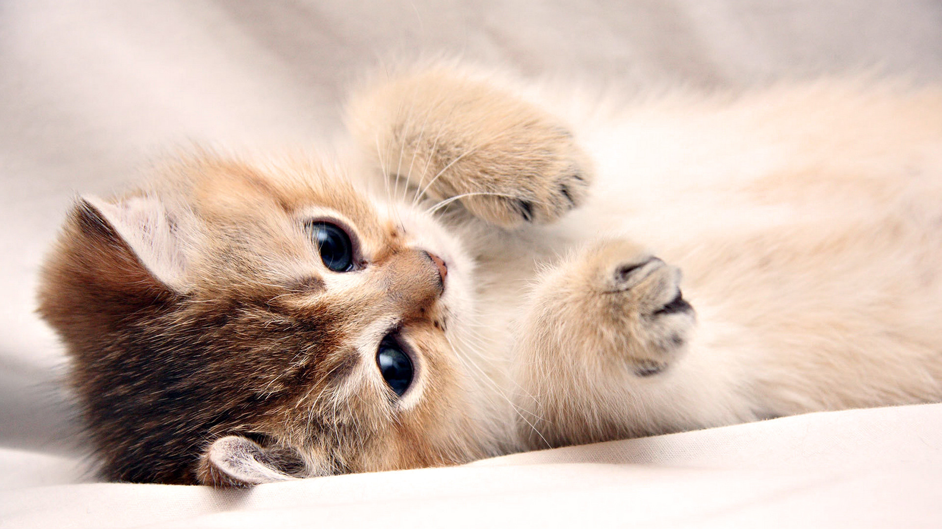 1920x1080 Kittens images adorable kittens HD wallpaper and background photos