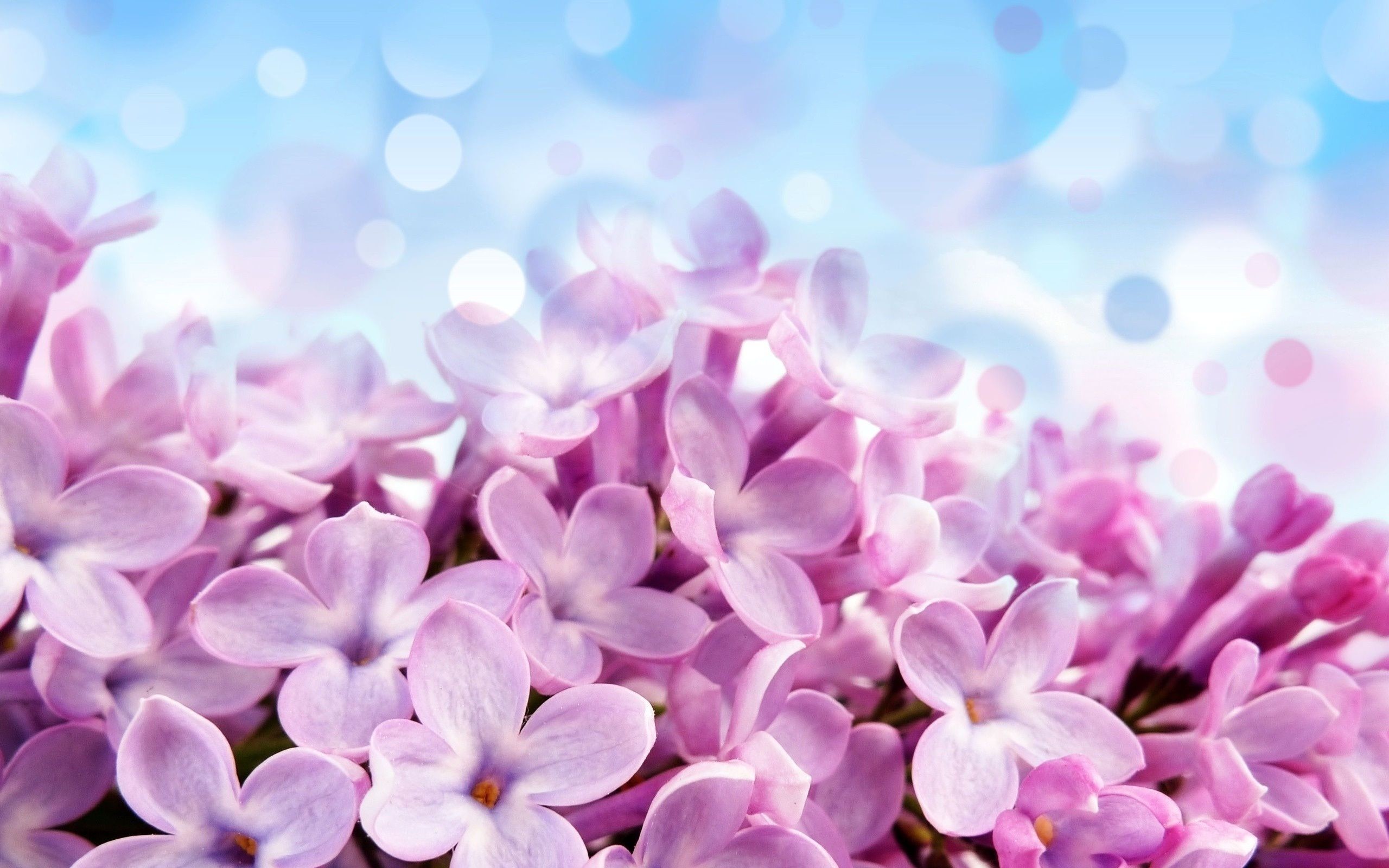 2560x1600 Lilac Flower Wallpaper HD - Best Wallpaper HD