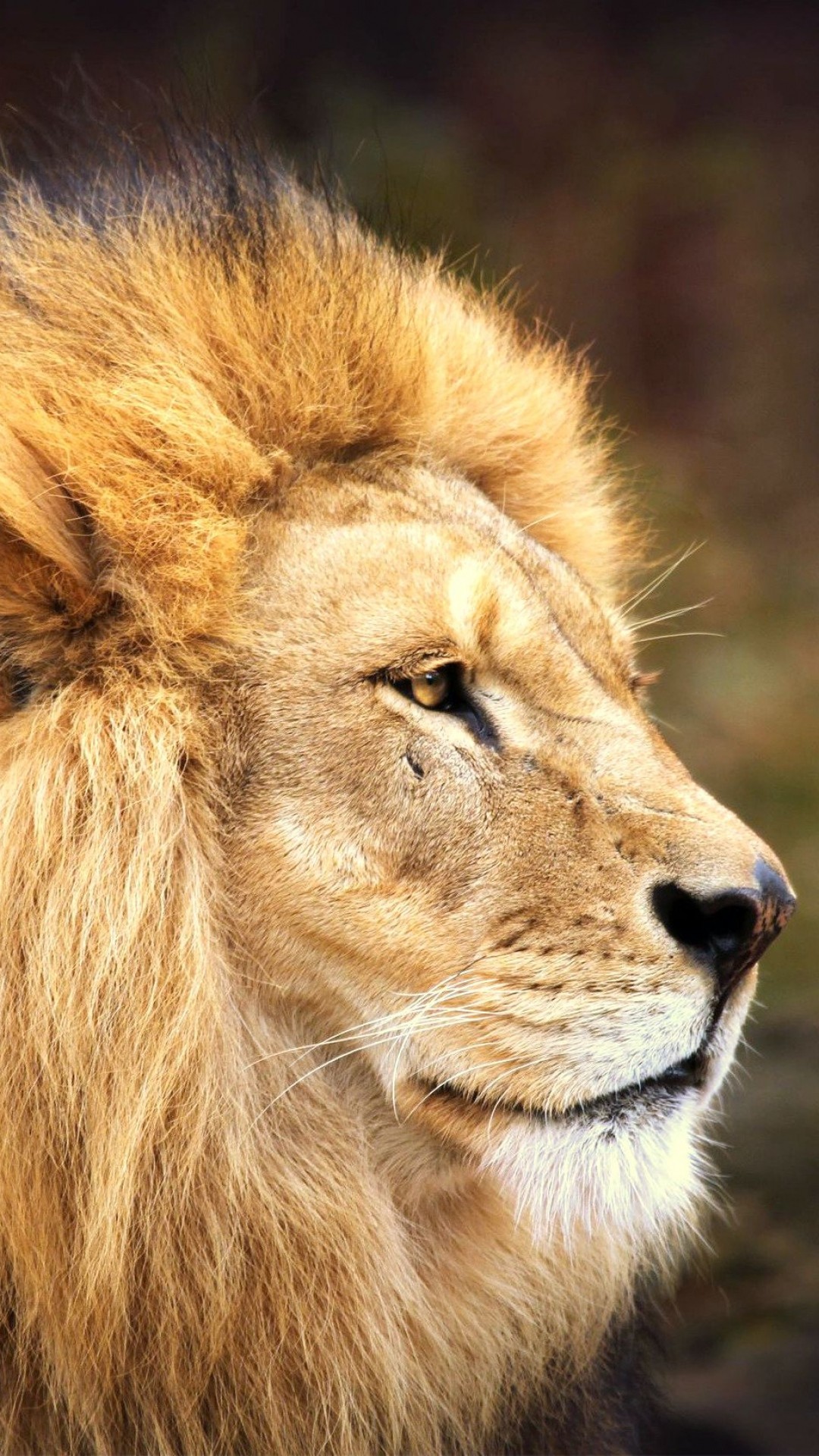 1080x1920  Wallpaper lion, face, mane, big cat, predator