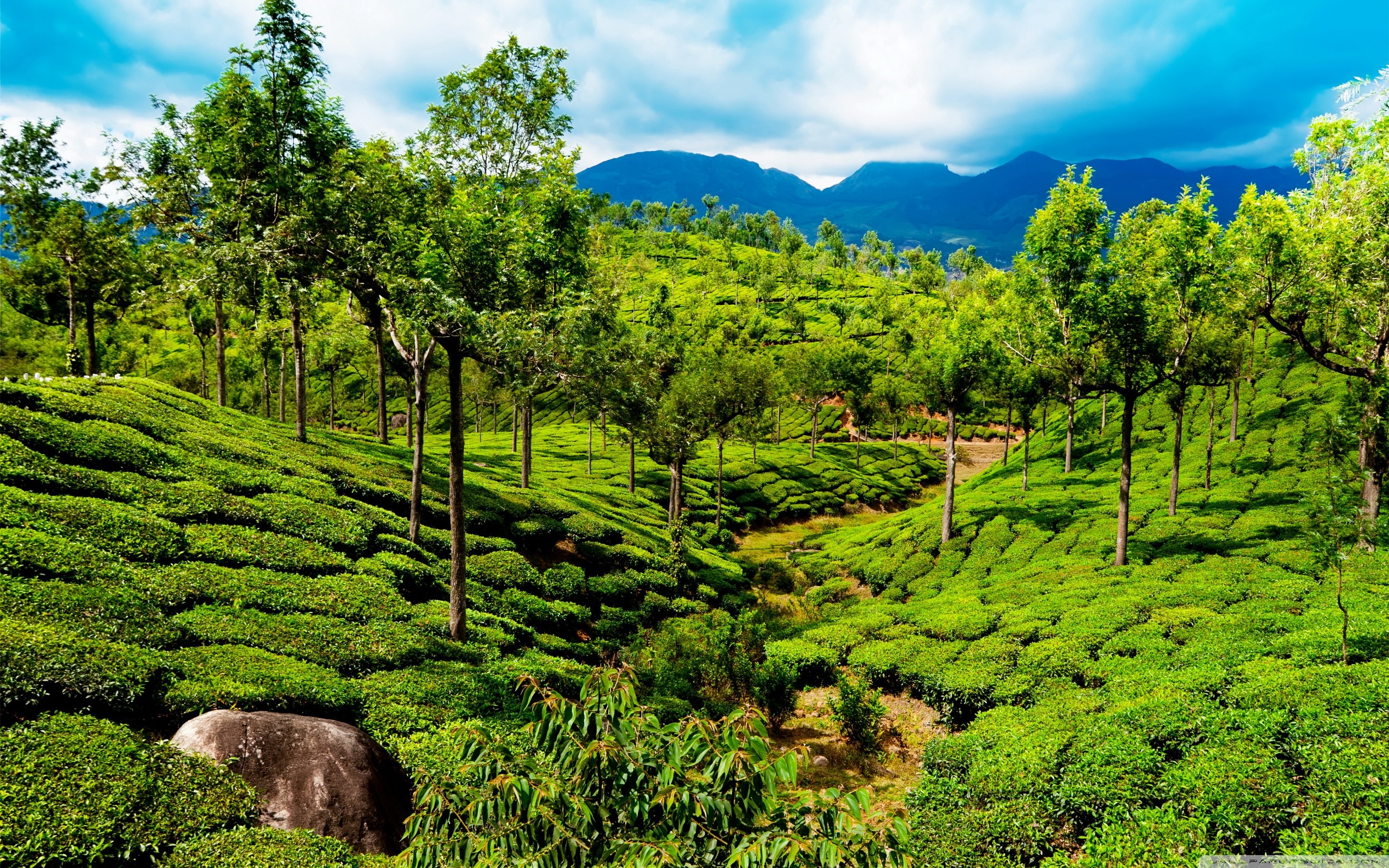 2880x1800 Green tea field, Kerala, India HD Wide Wallpaper for 4K UHD Widescreen  desktop &