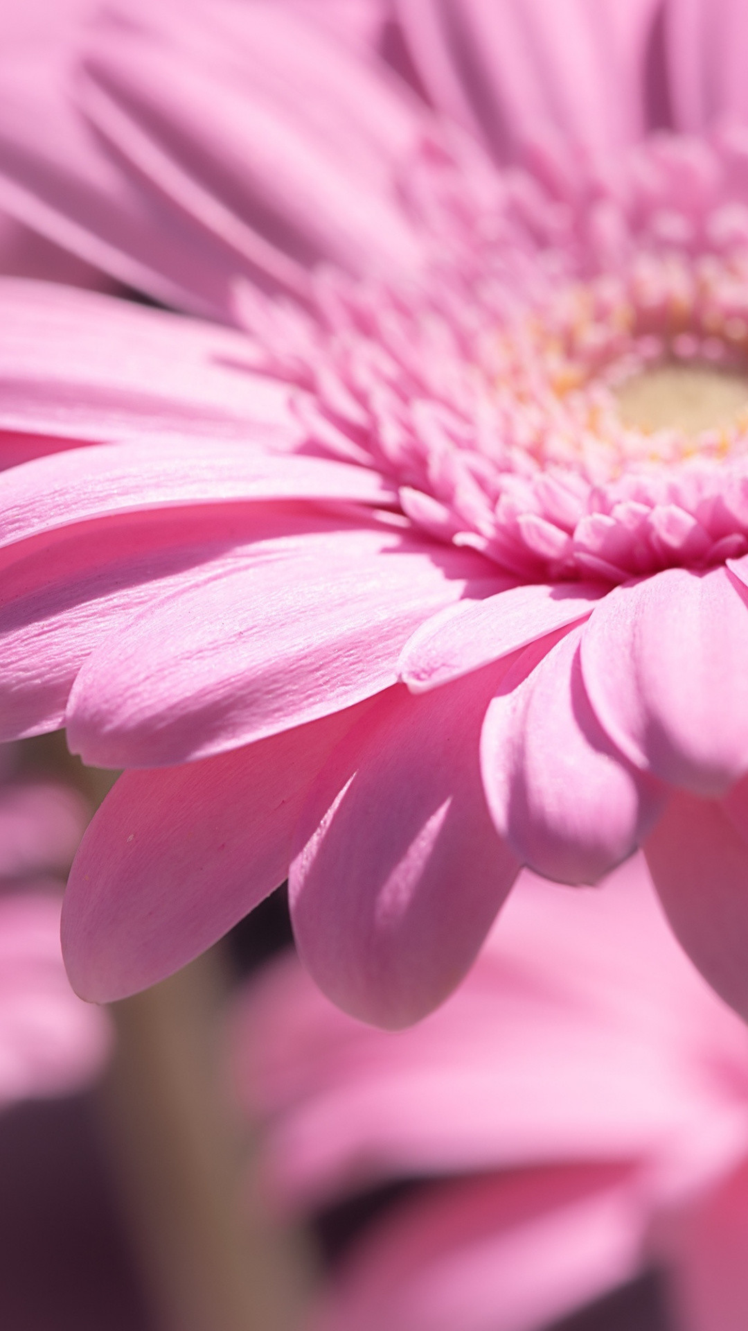 1080x1920  wallpaper Pink, daisy, flower, close up, bloom
