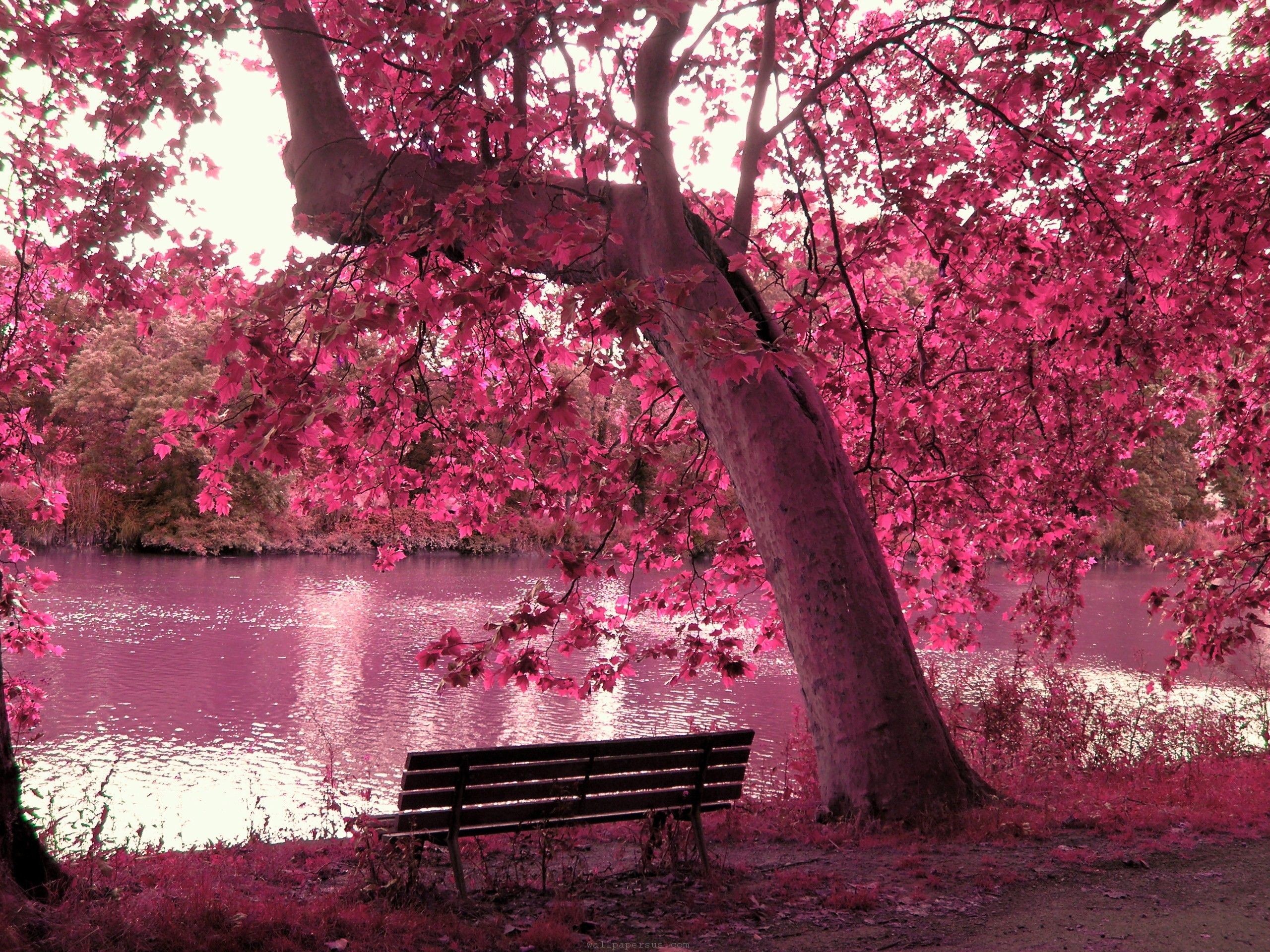 2560x1920 All In Pink, beautiful, bench, lake, nature, pink, tree Wallpapers. Pretty  Pink Wallpaper Backgrounds ...