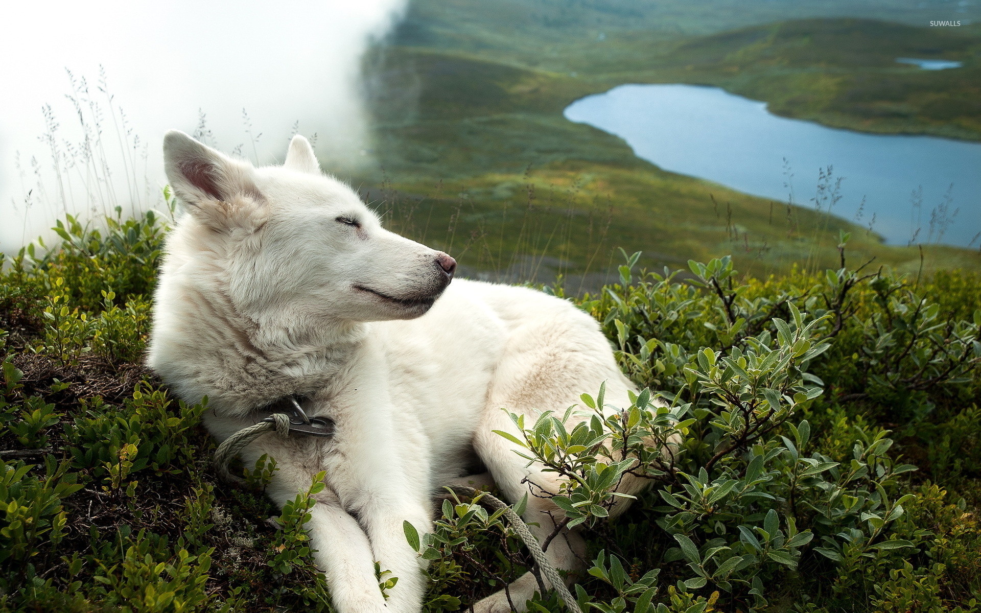 1920x1200 White dog sleeping on th edge of a hill wallpaper