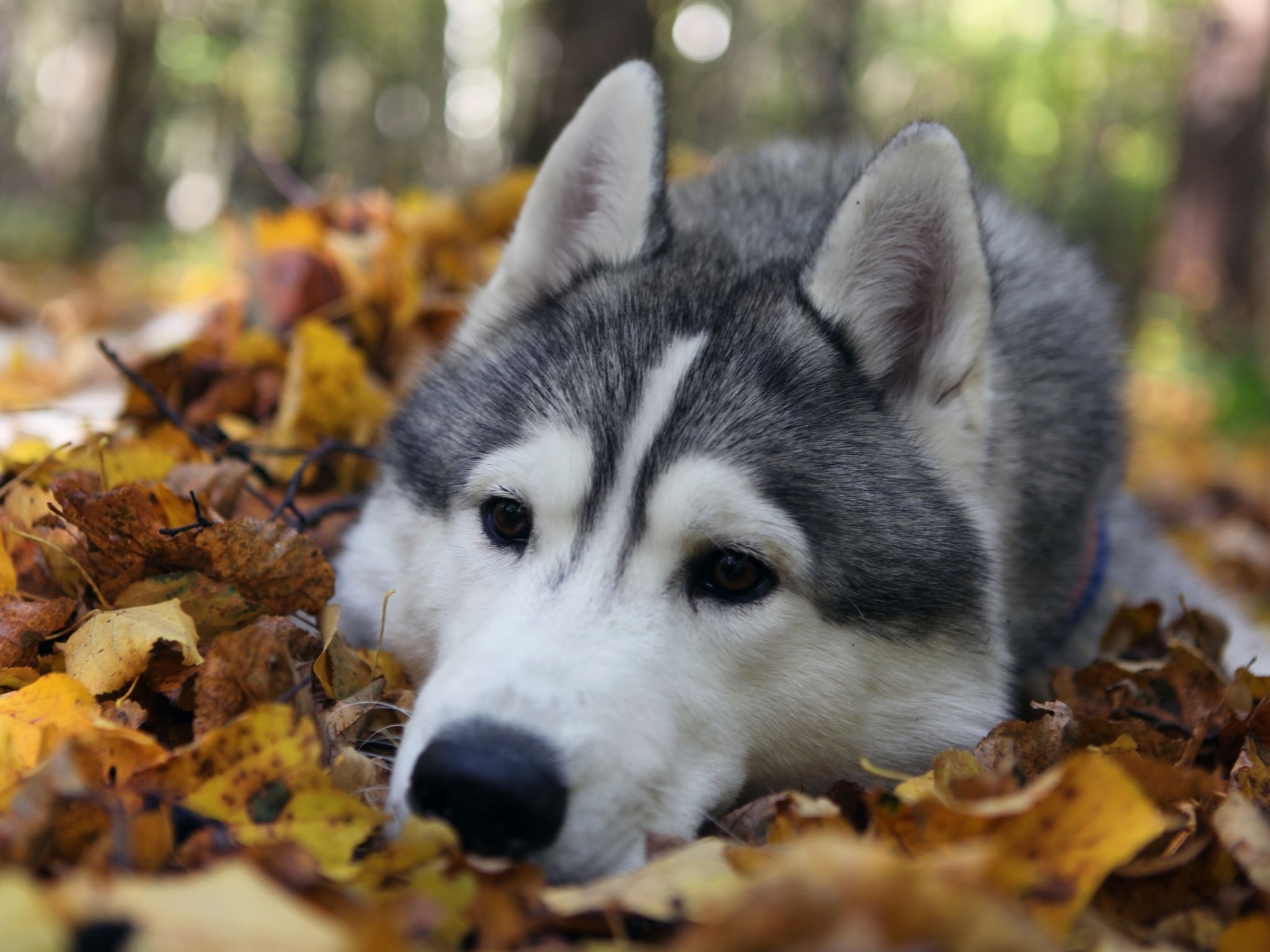 2048x1536 Husky Puppy Wallpapers High Definition