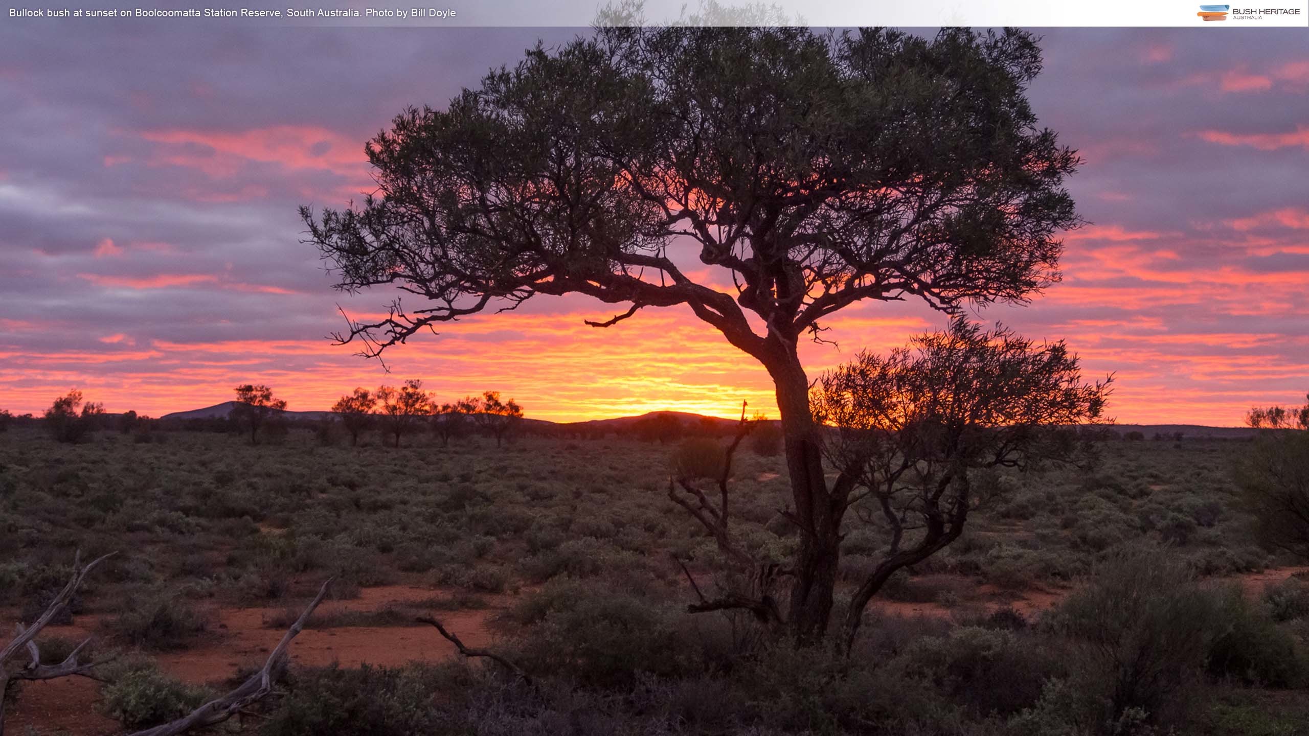2560x1440 Bullock bush in sunset at Boolcoomatta Reserve, South Australia