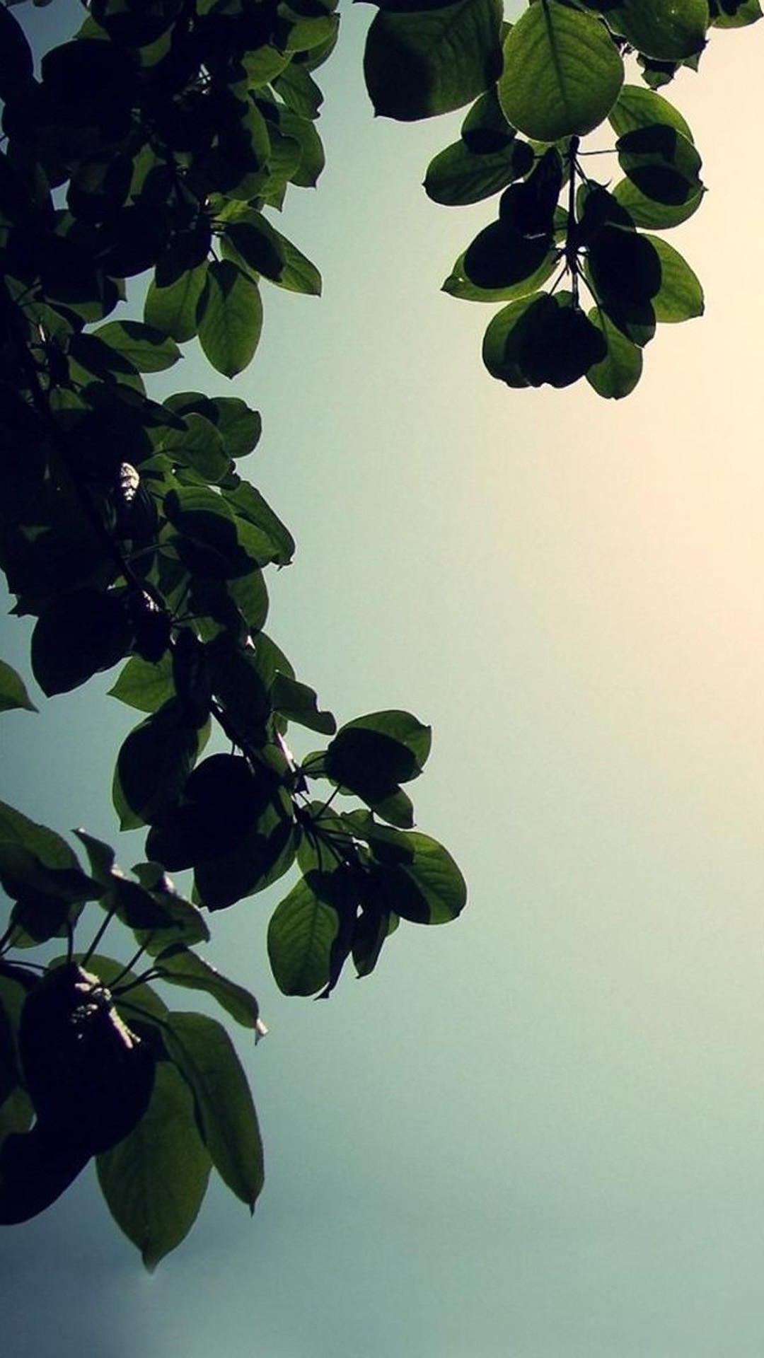 1080x1920 Nature Sunny Bright Plant Branch iPhone 8 wallpaper