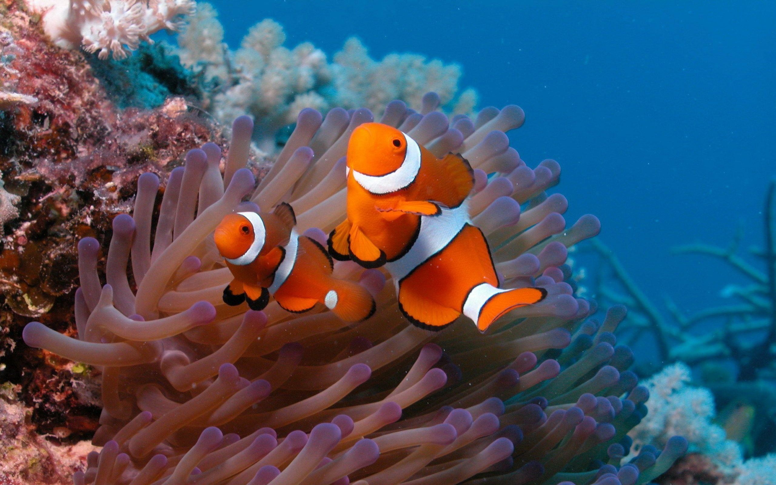 2560x1600 Wallpapers For > Coral Reef Fish Wallpaper