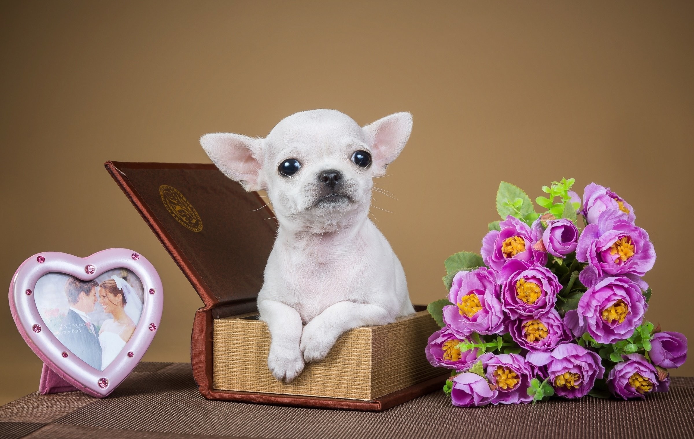 2400x1518 Chihuahua puppy dog flowers jewelry box wallpaper |  | 719415 |  WallpaperUP