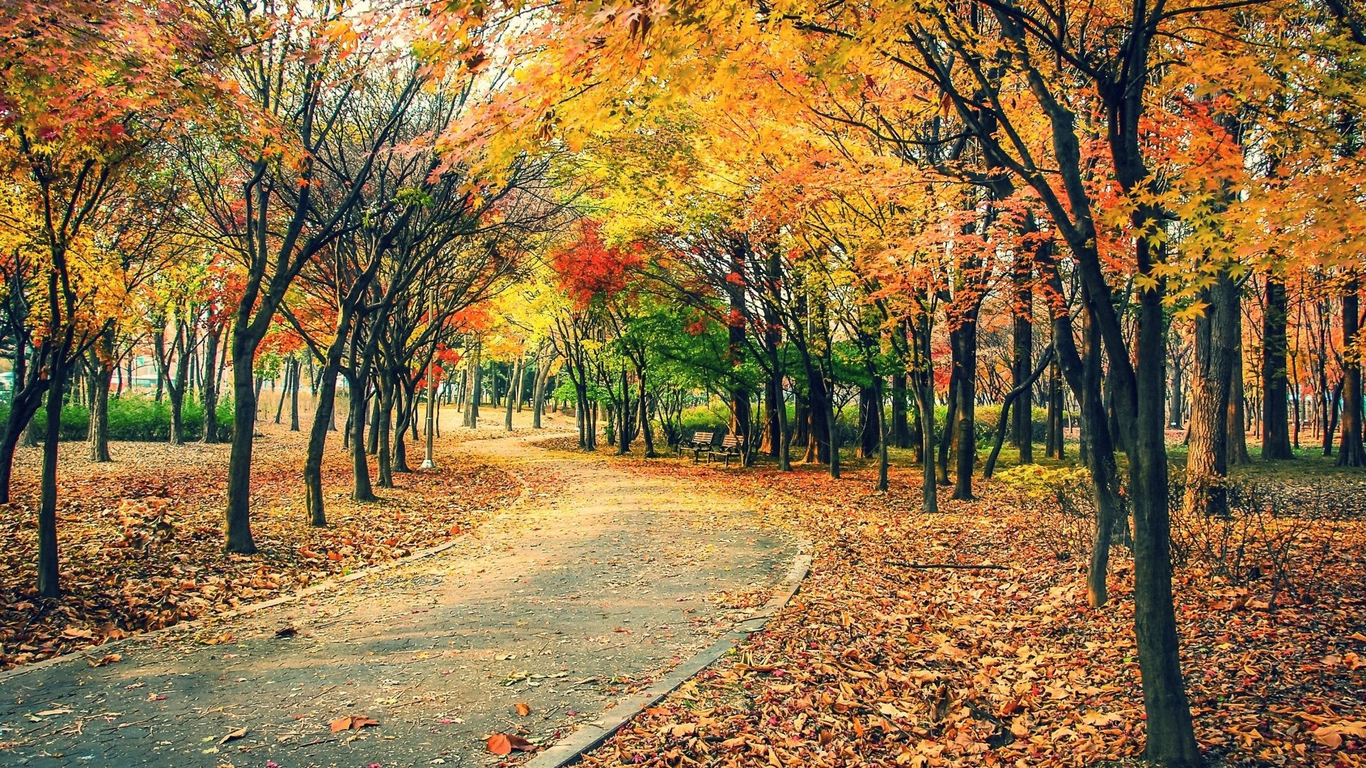 1920x1080 Autumn Tag - Nature Leaves Trail Tree Path Leaf Forest Landscape Fall Autumn  Road Wallpapers For