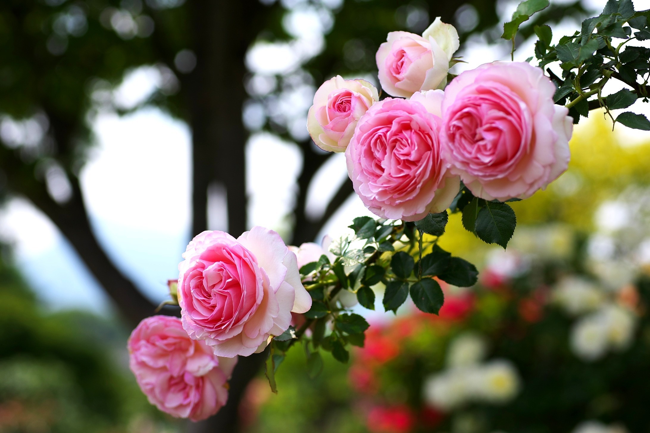 2184x1456 Pink-Branch-Pretty-Roses-Spring-Flower-Desktop-Theme-