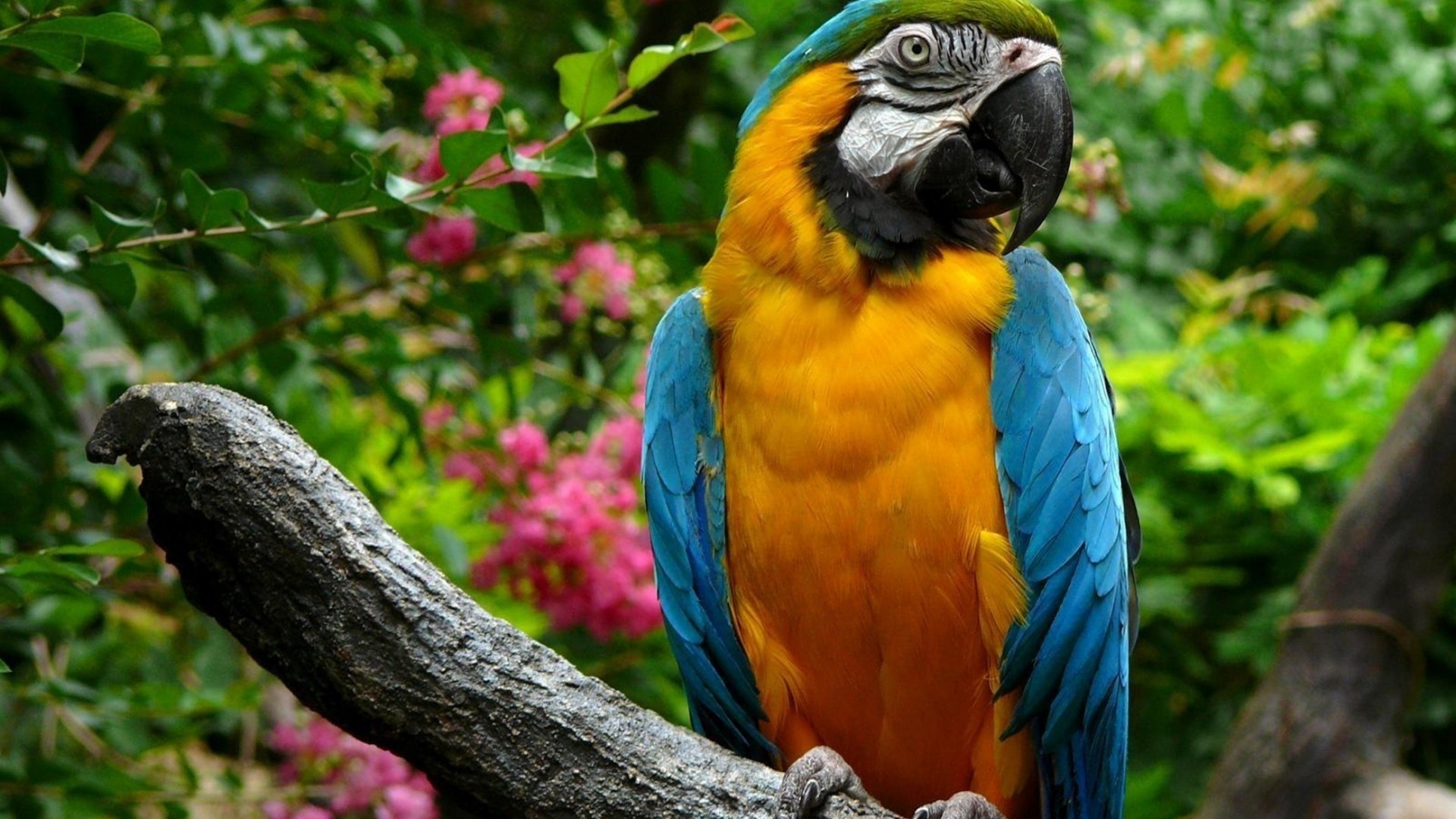 1920x1080 Beautiful Macaw Parrot