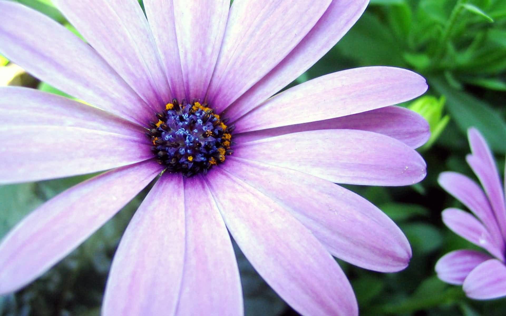 1920x1200 White Aster Flower Photo With White Background. “