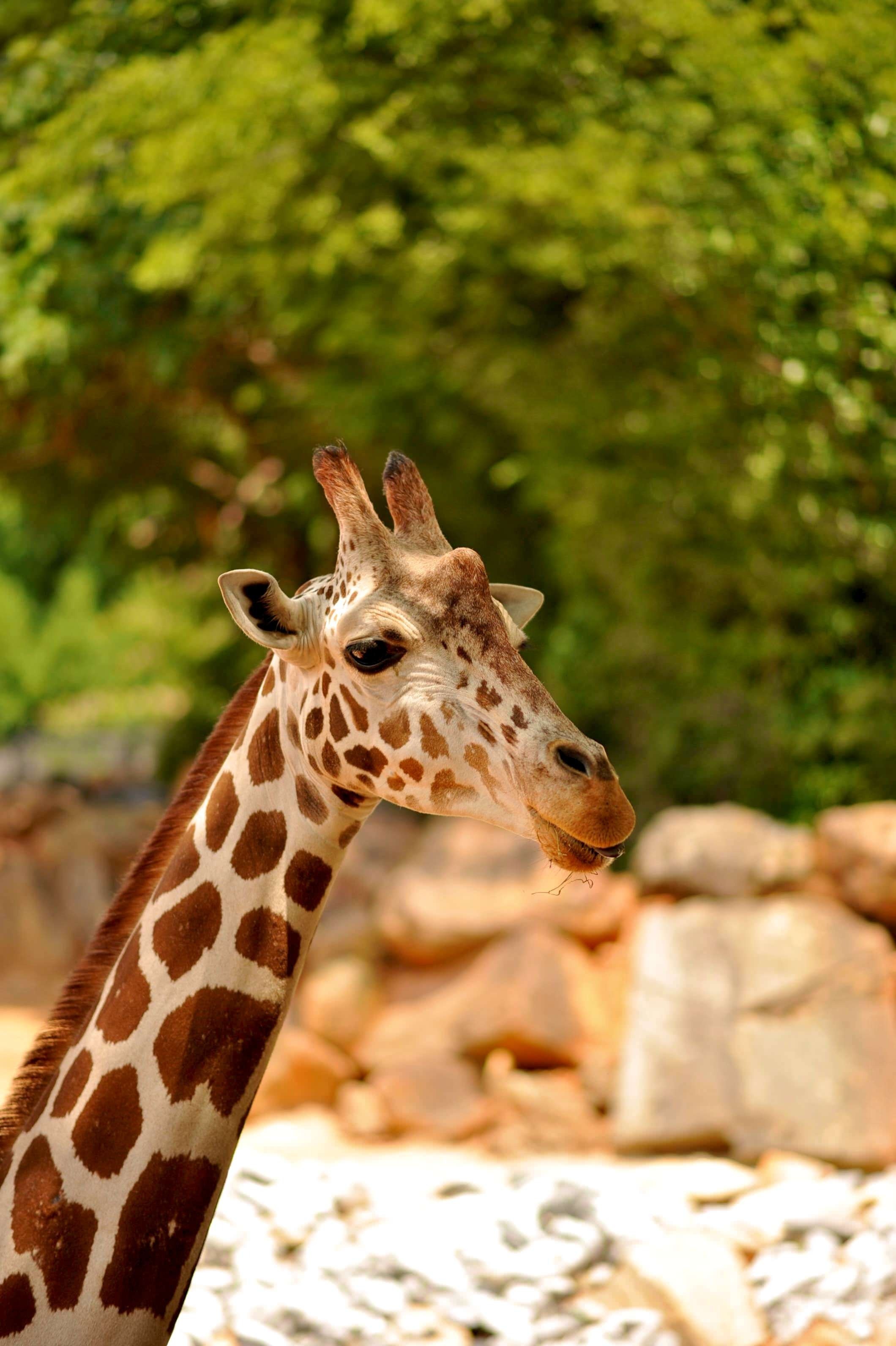 2120x3184 Giraffe, Wildlife, Animal, Zoo, African, animal wildlife, animals in the  wild