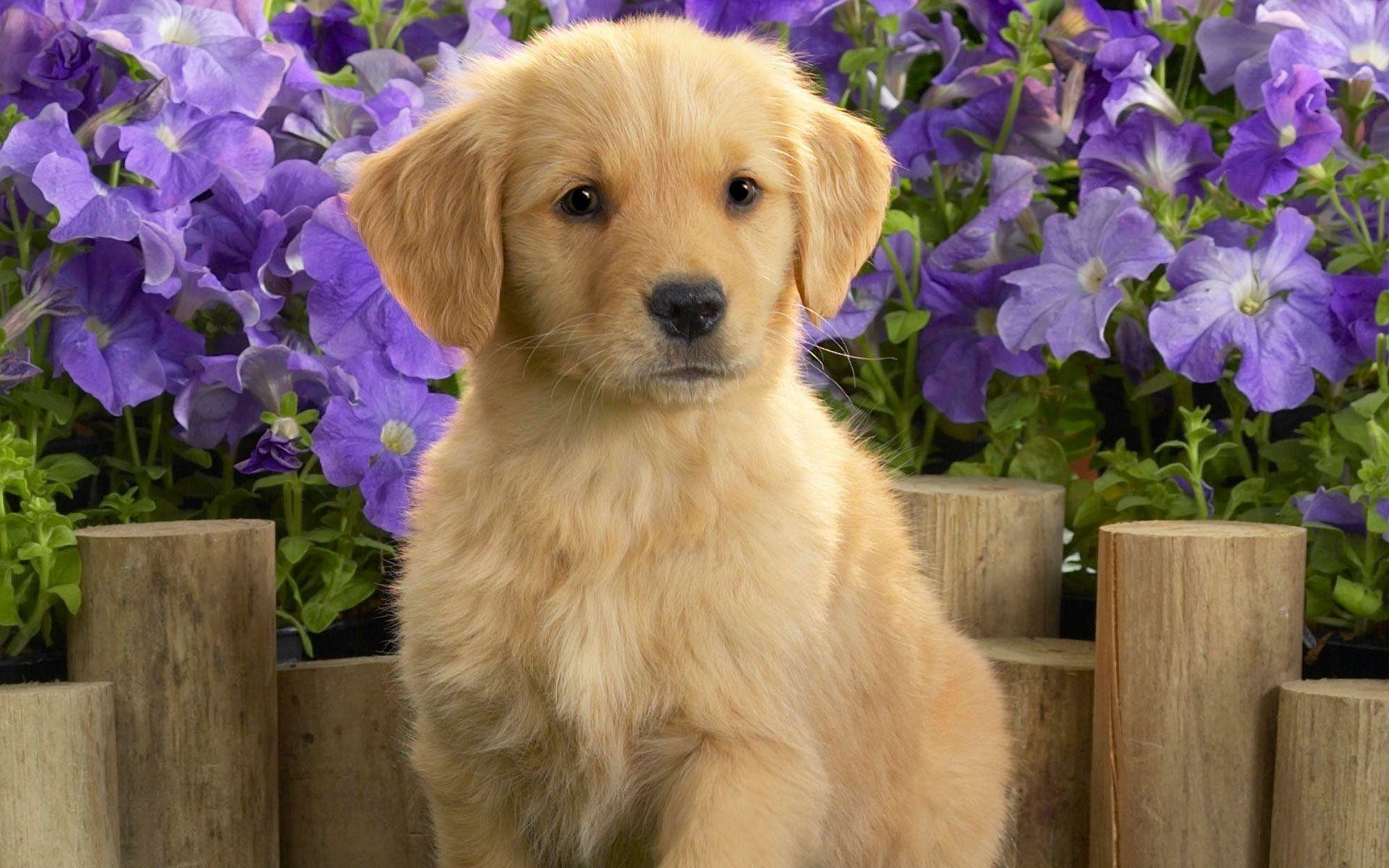 1920x1200 Yellow Labrador Puppy Wallpapers | HD Wallpapers
