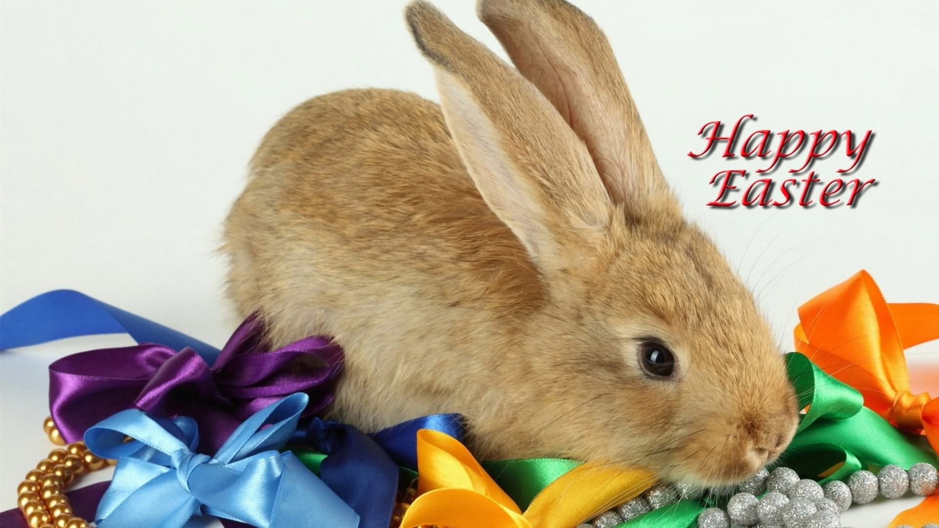 1920x1080 Happy Easter Beautiful Bunny Picture