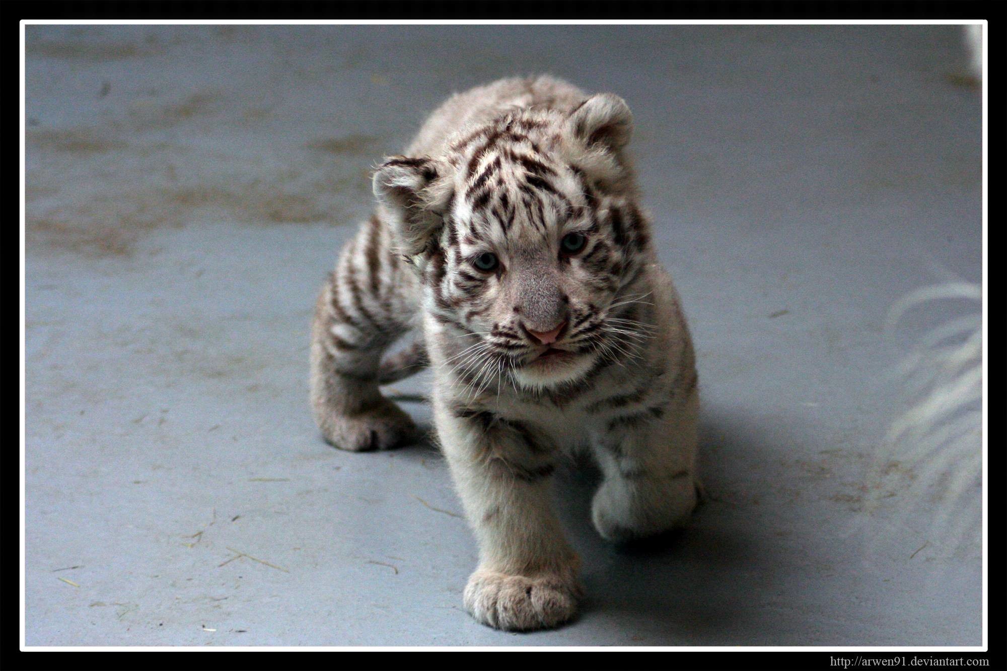 2000x1332 White Tiger Cubs Wallpapers Images Photos Pictures Backgrounds Baby Tiger  Wallpapers Desktop Background | HD Wallpapers .