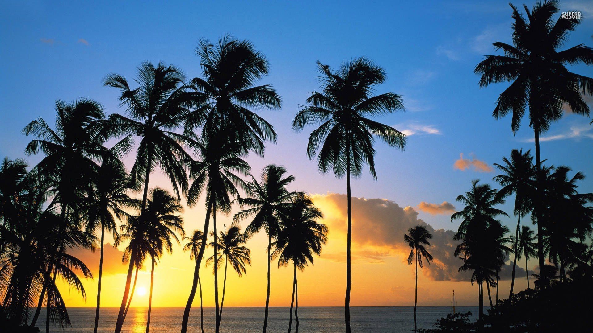 1920x1080 Palm tree silhouettes in the sunset wallpaper - Beach wallpapers .