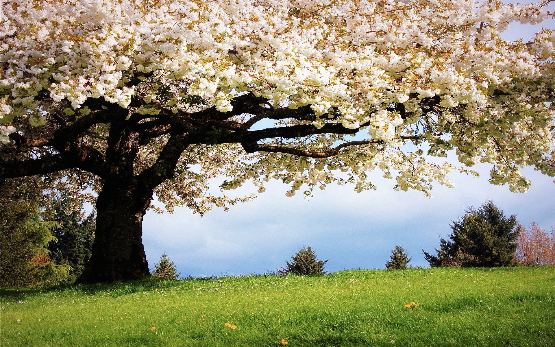 1920x1200 Spring Wallpapers | HD Wallpapers Early