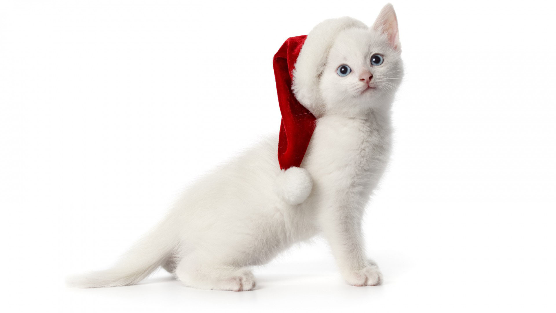 1920x1080 hd pics photos awesome cute christmas hat white cat hd quality desktop  background wallpaper