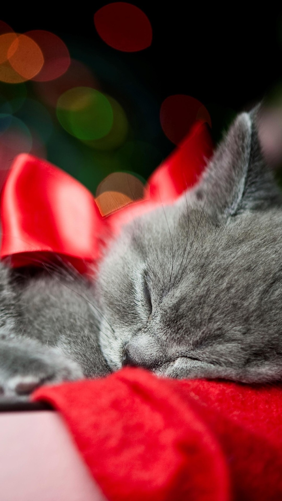 1080x1920 Cat sleeping on a christmas box iphone photos.