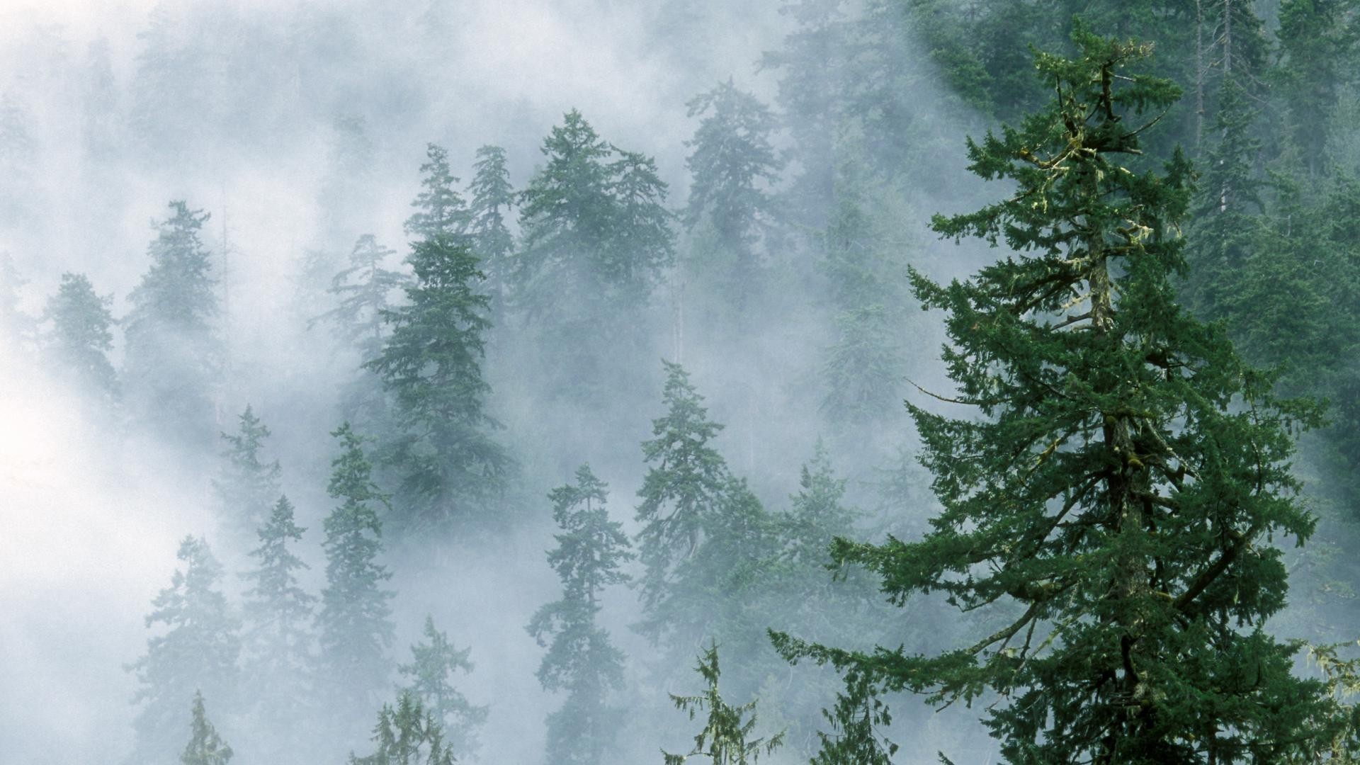 1920x1080 Foggy Forest Mountains Tree