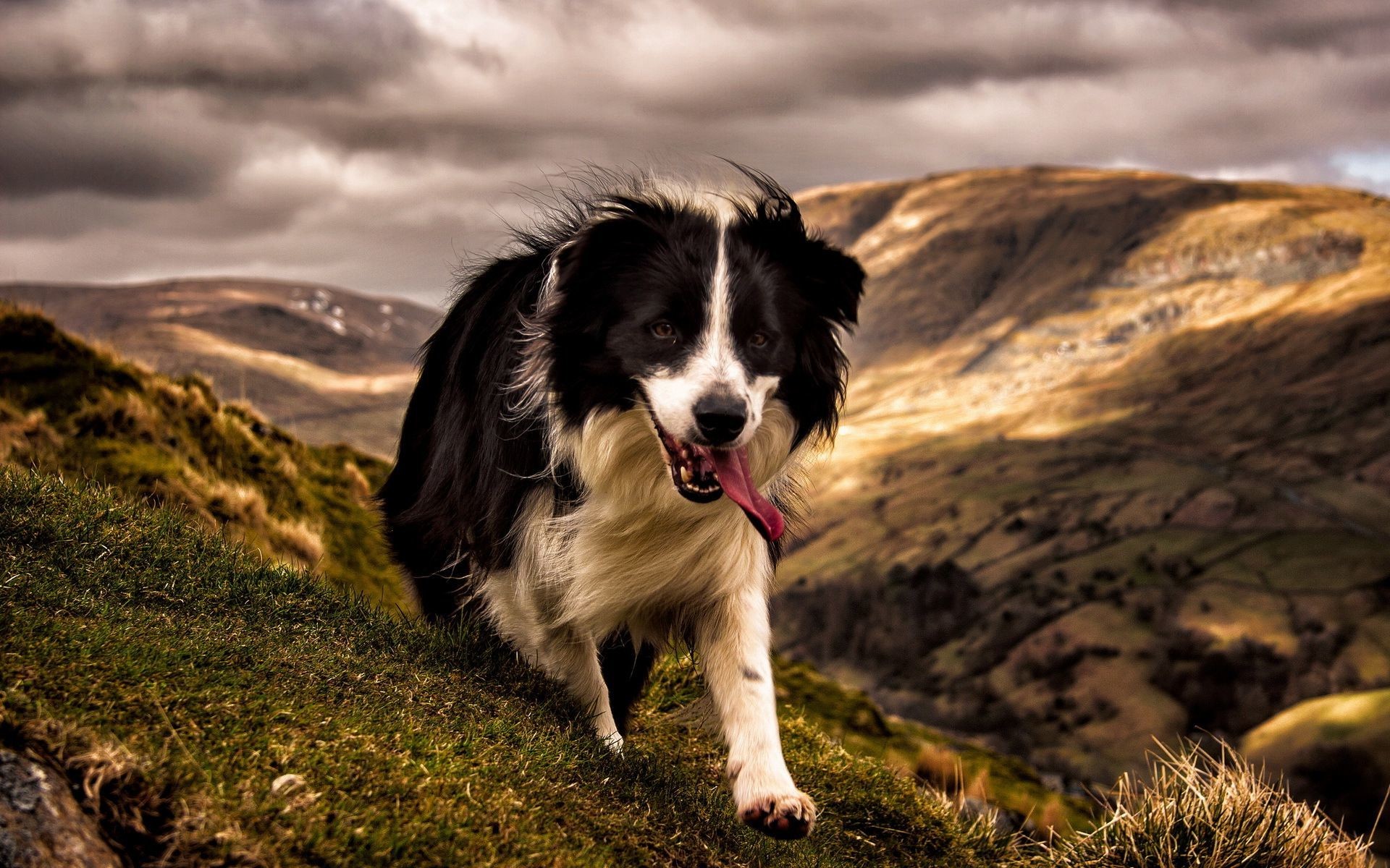 1920x1200 Tired Border Collie HD Wallpaper 1920x1080 Tired Border Collie HD Wallpaper  