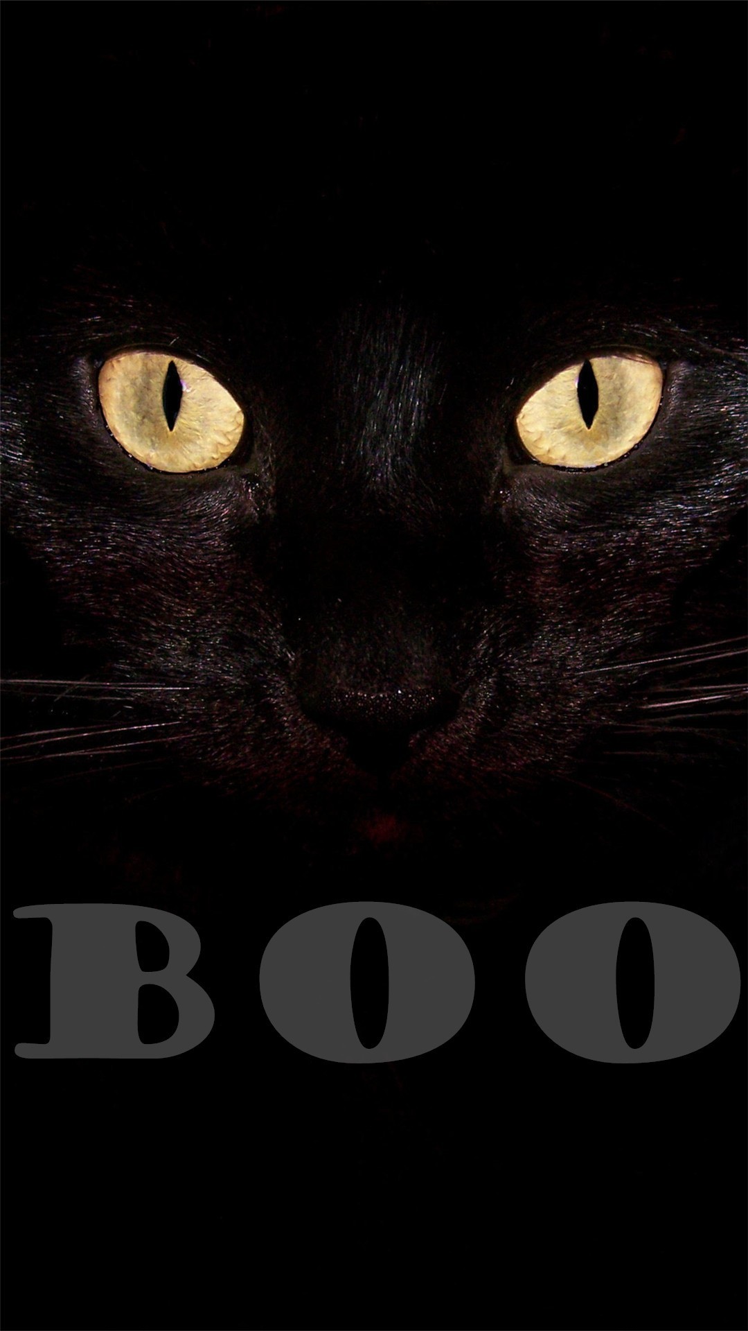 1080x1920 Black cat Boo Halloween iPhone 6 plus wallpapers 2014 #iphone #wallpaper