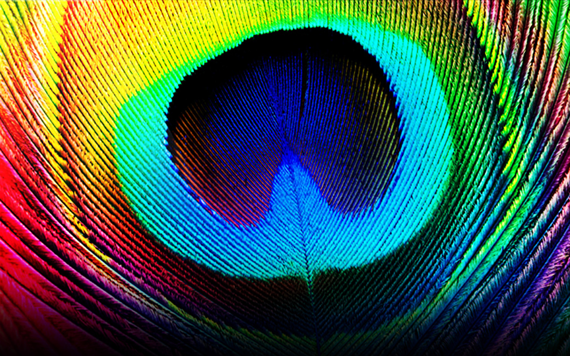1920x1200 Photography - Feather Colorful Wallpaper