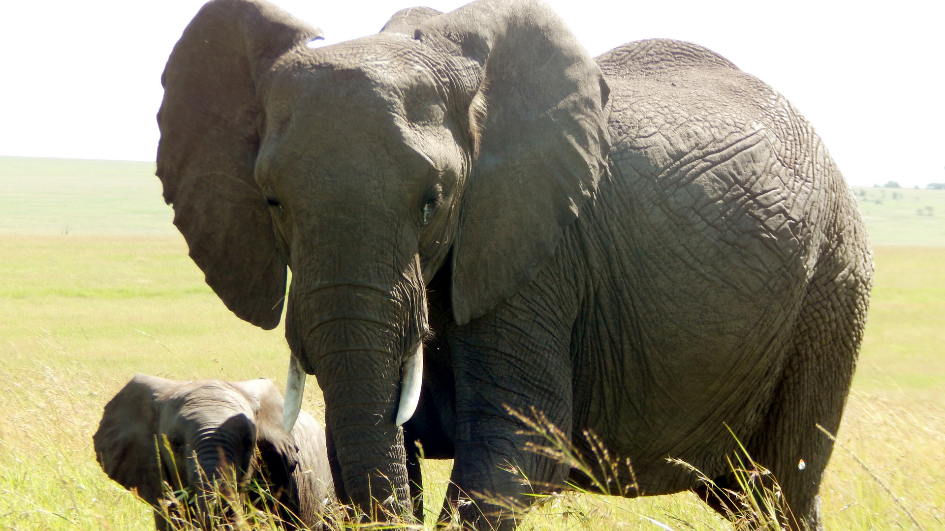 1920x1080 iPhone 6+ Elephant and Calf Grazing Maasai Mara National Reserve iPhone  Downloads 1920 x 1080