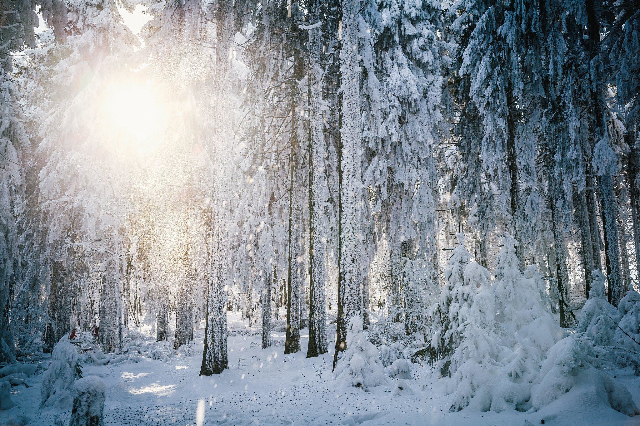 2048x1365 HD Sun Frost Winter Forest Trees Snow HD Background Wallpaper