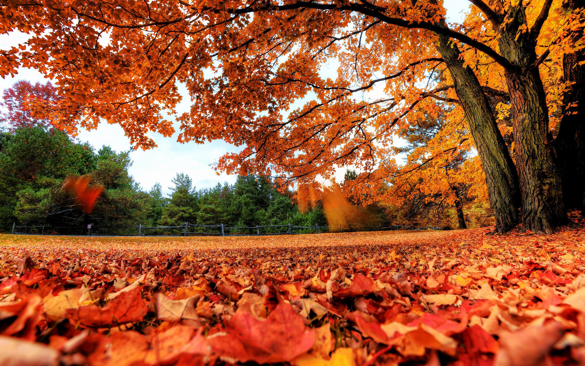 Fall Leaf Background (42+ images)