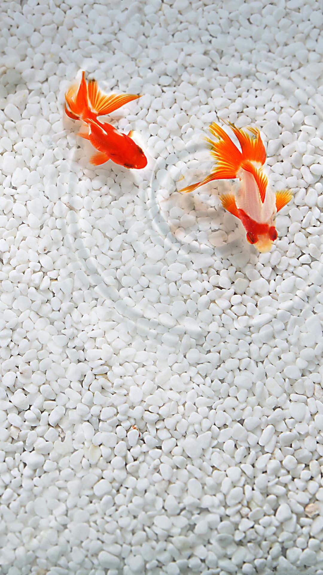 1080x1920 Orange Coy Fish White Sand Android Wallpaper ...