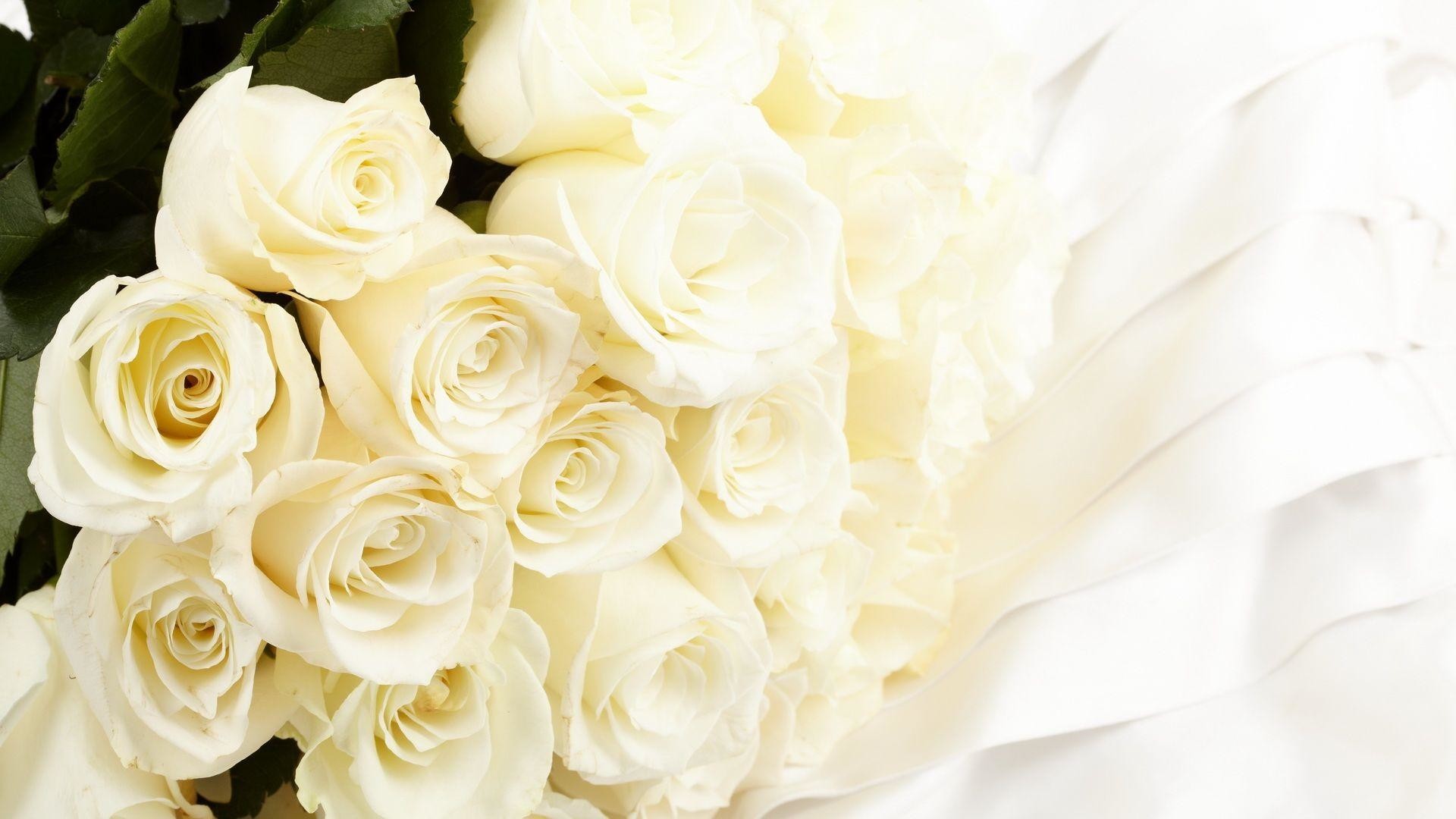 1920x1080 White Rose Wallpapers & Pictures