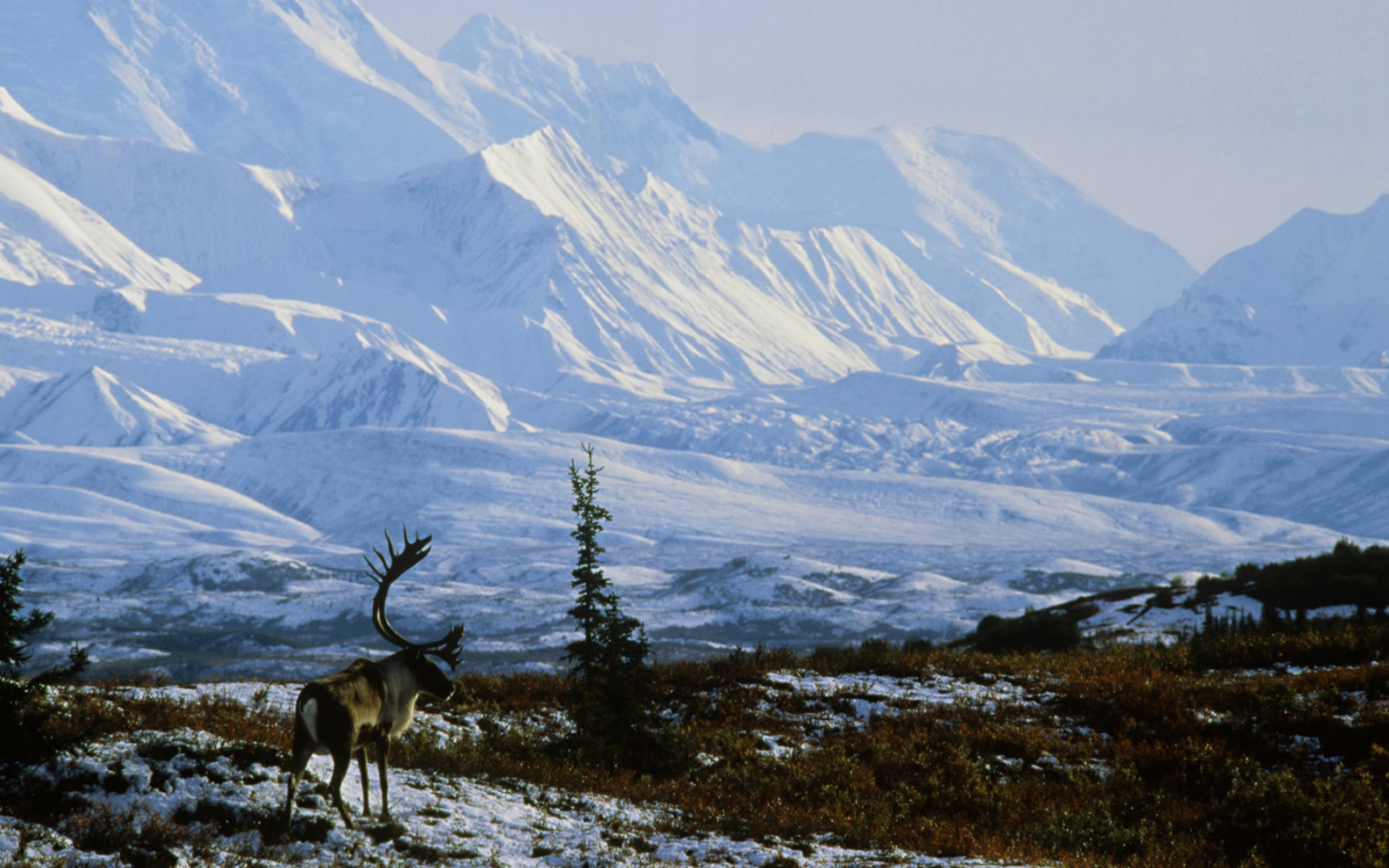 1920x1200 Denali National Park Alaska Wallpapers | HD Wallpapers ...