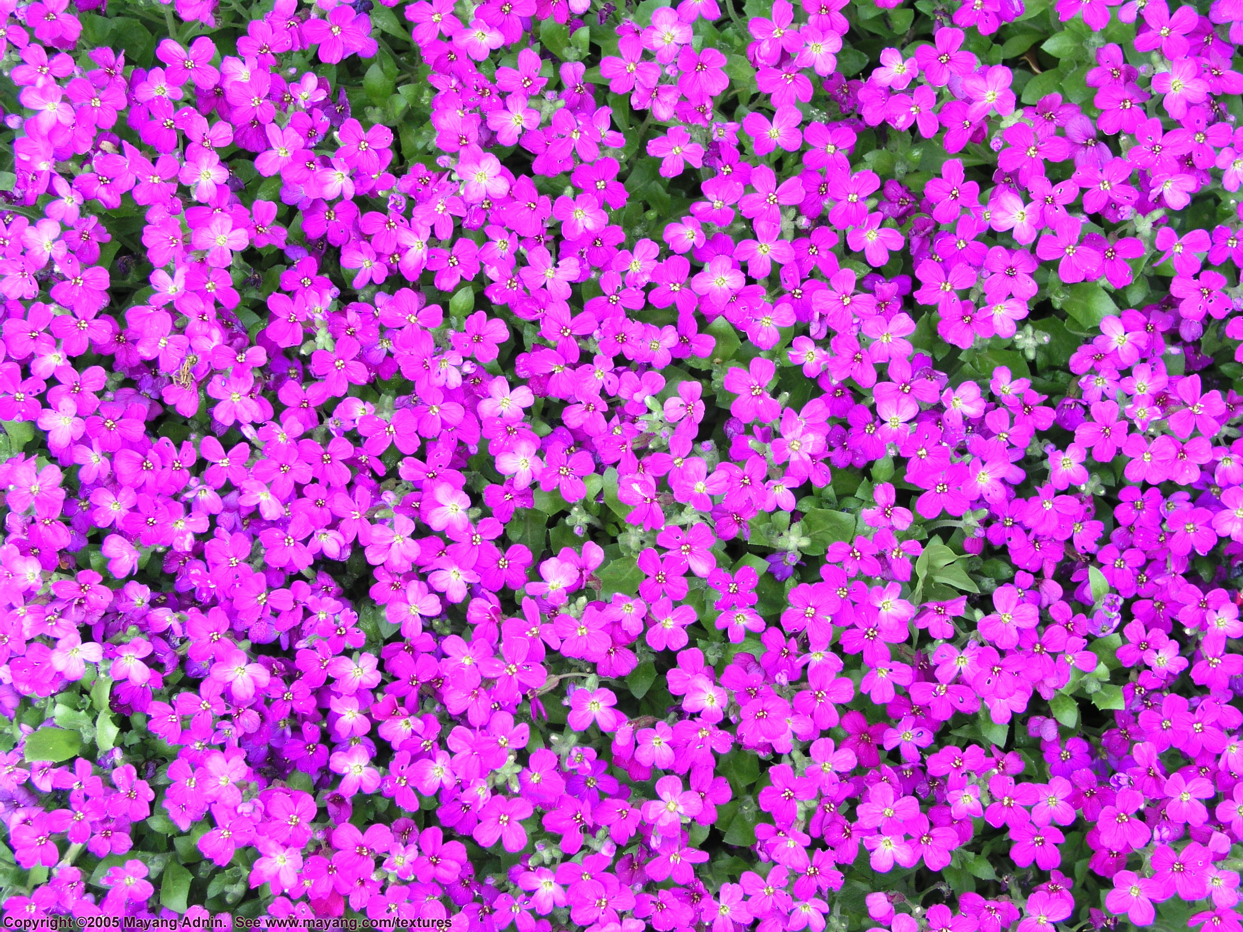 2560x1920 1920x1080 Pink And Purple Flower Backgrounds - Wallpaper Cave