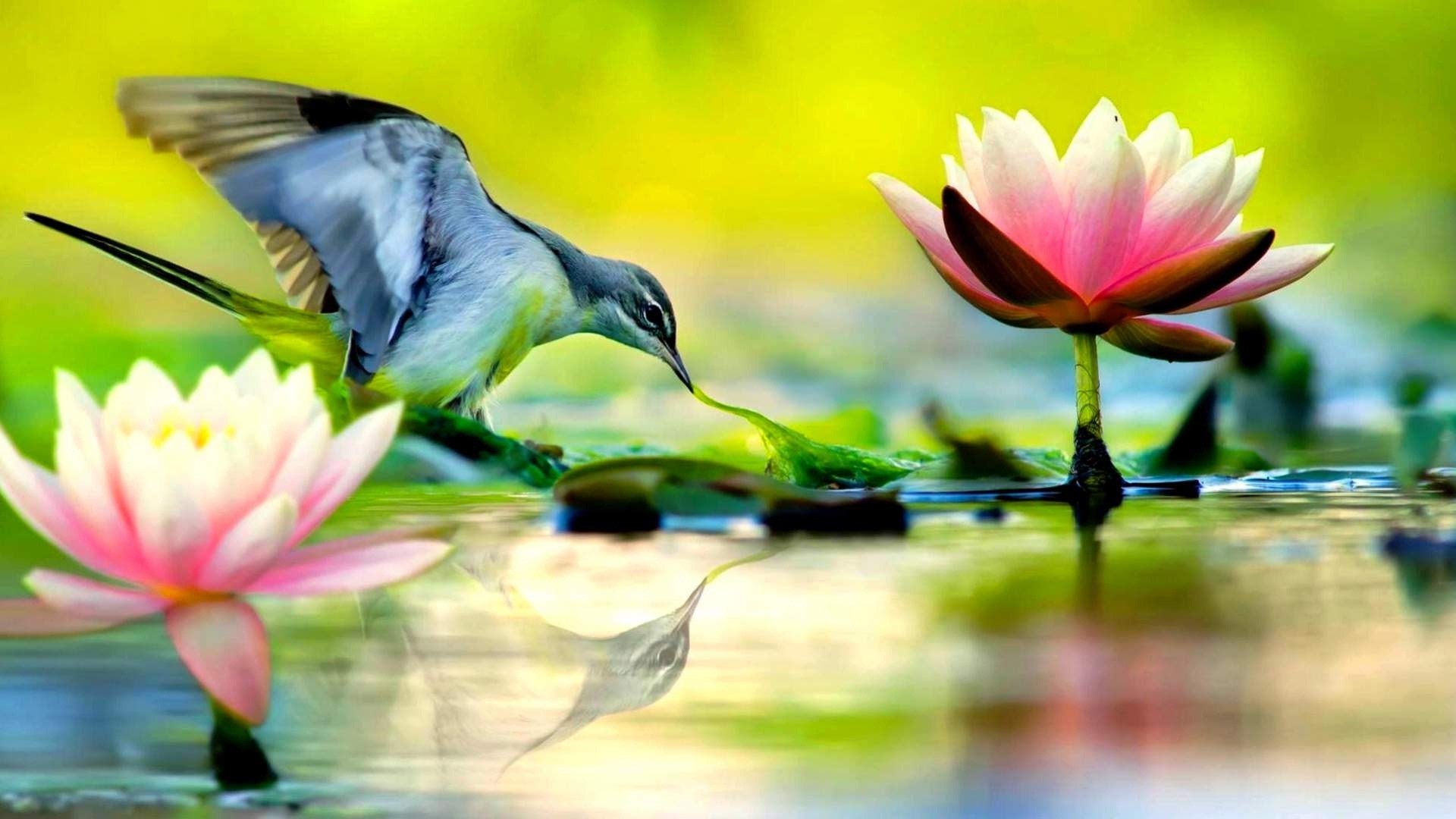 1920x1080 small cute bird and lotus flowers wallpapers hd wallpapers rocks
