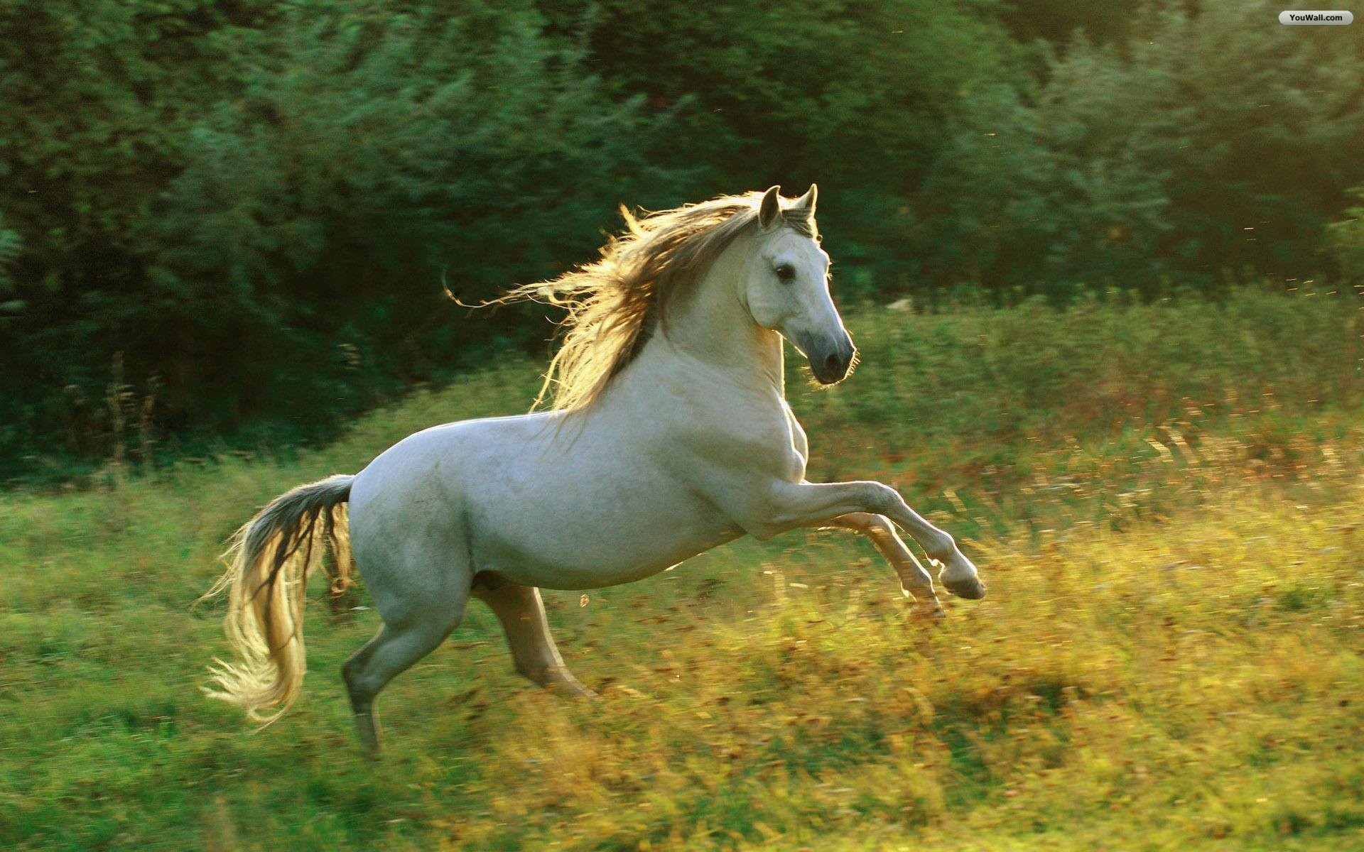 1920x1200 White Horses