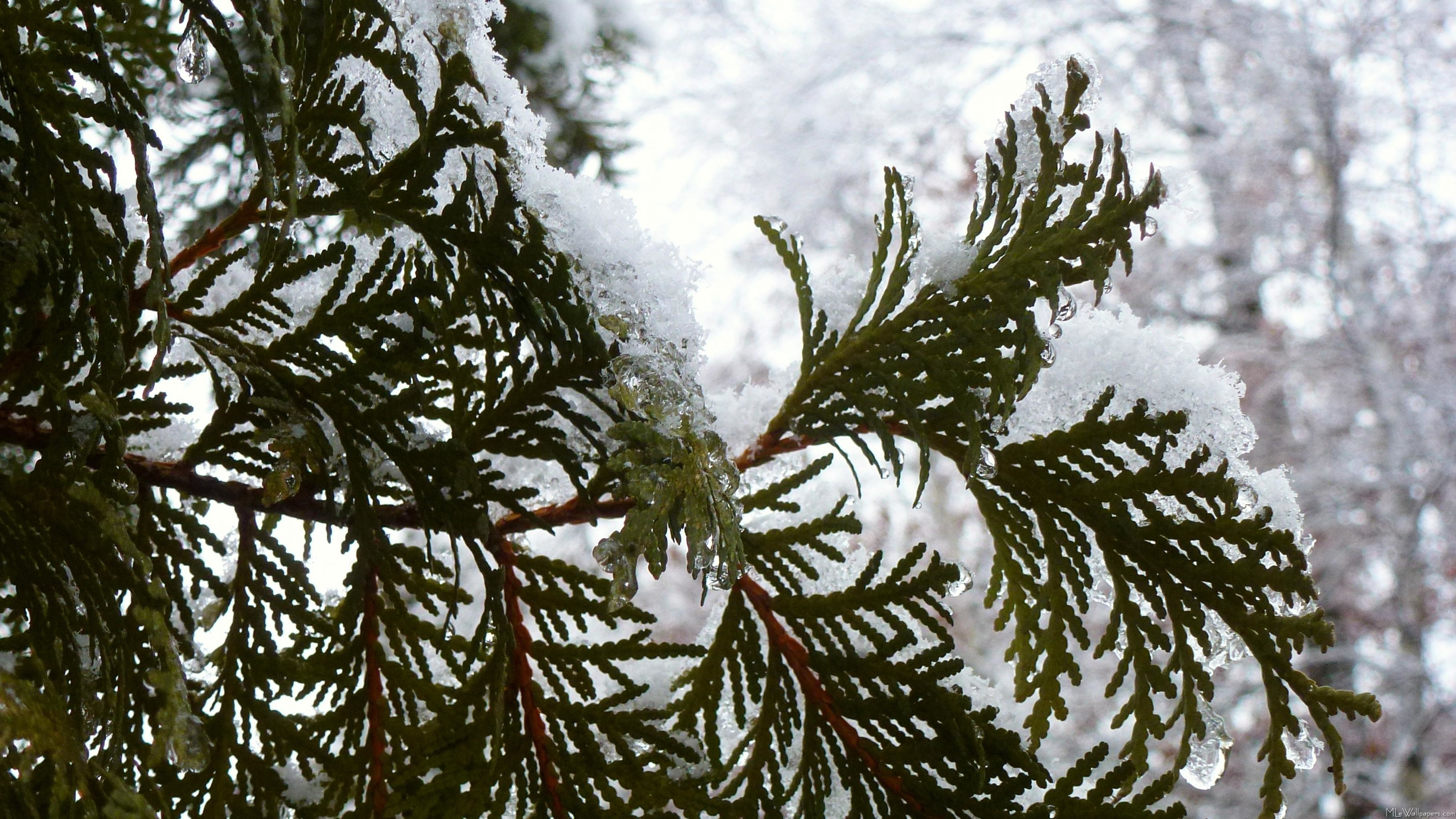 3640x2048 Snow on Evergreen Branches