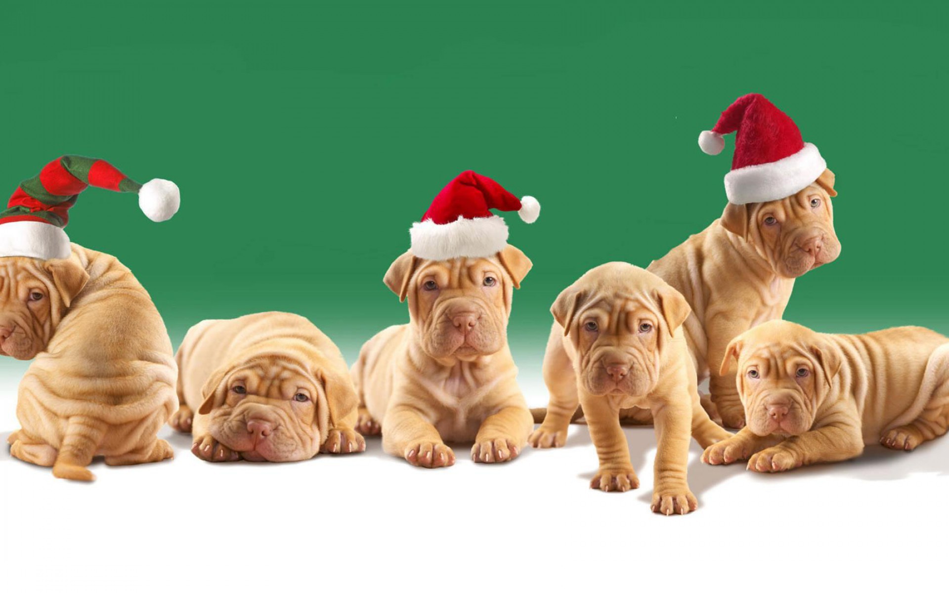 1920x1200 Christmas Puppy Desktop Wallpaper | wallpaper, wallpaper hd .
