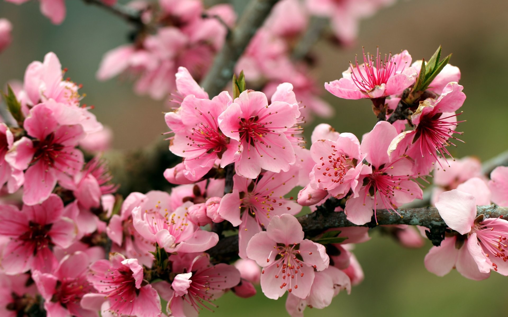 1920x1200 Apple Tree Bright Spring Pink Flowers Petals Blossoms Tender Full HD  Wallpaper
