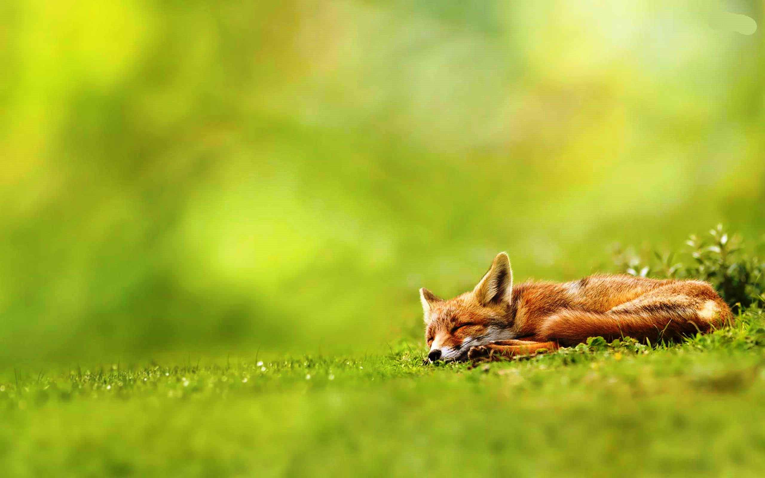 2560x1600 Fox Animal HD Wallpaper