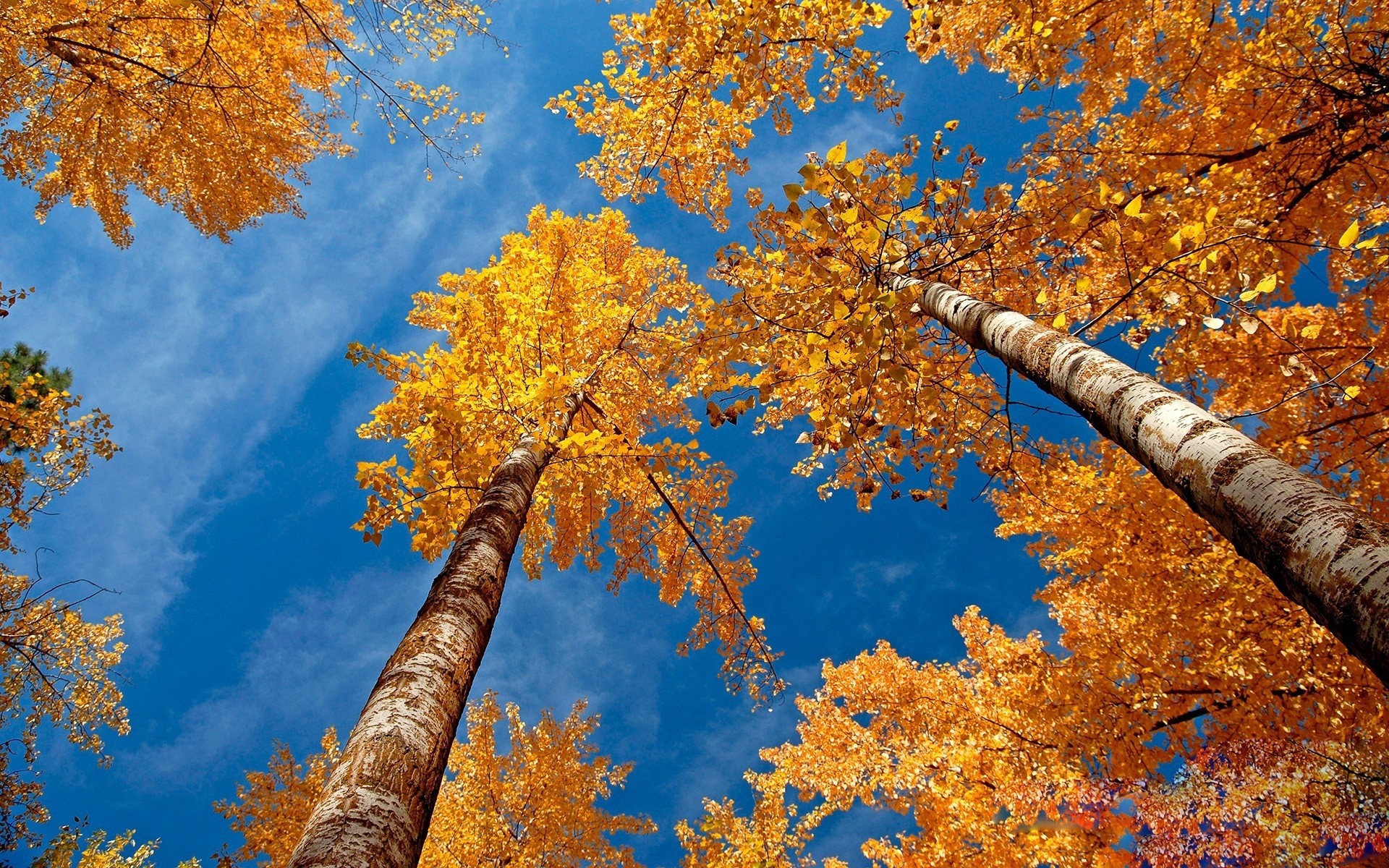 1920x1200  Wallpaper leaves, yellow, birches, bark, crones, autumn, sky