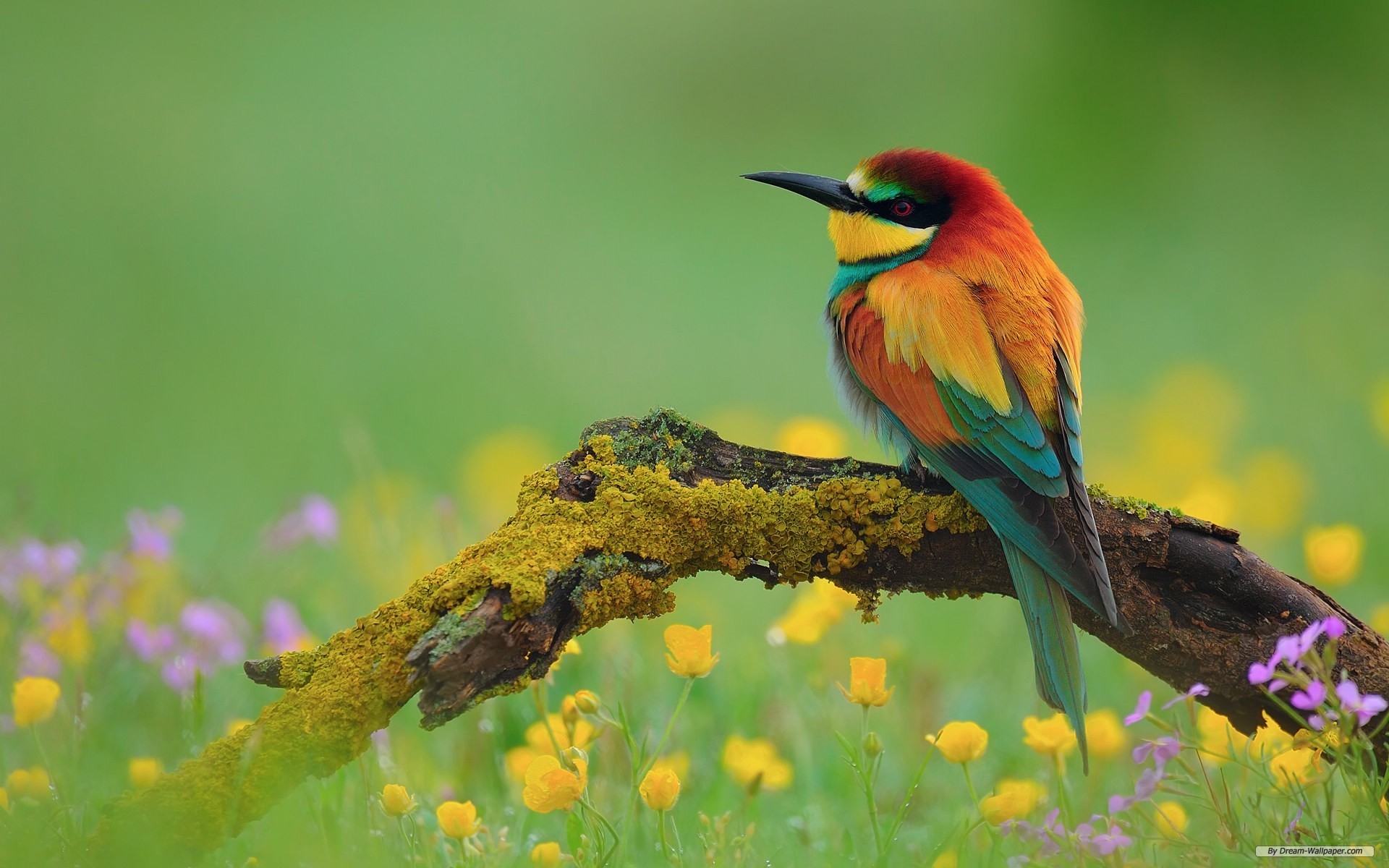 1920x1200 Free Animal wallpaper - Spring Flowers And Birds wallpaper -   wallpaper - Index 1