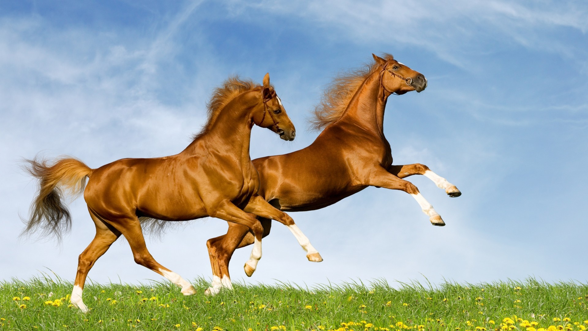 1920x1080 Backgrounds for Gt Wild Horses Running Wallpaper px