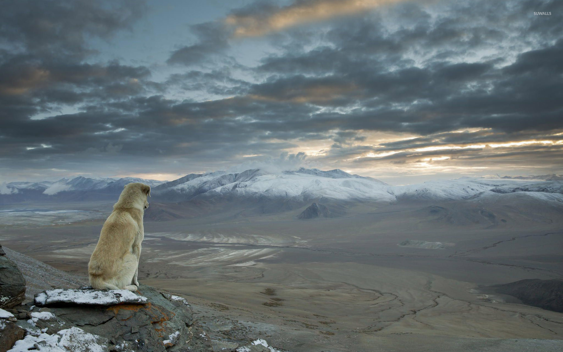 1920x1200 Dog overlooking the Himalayas wallpaper