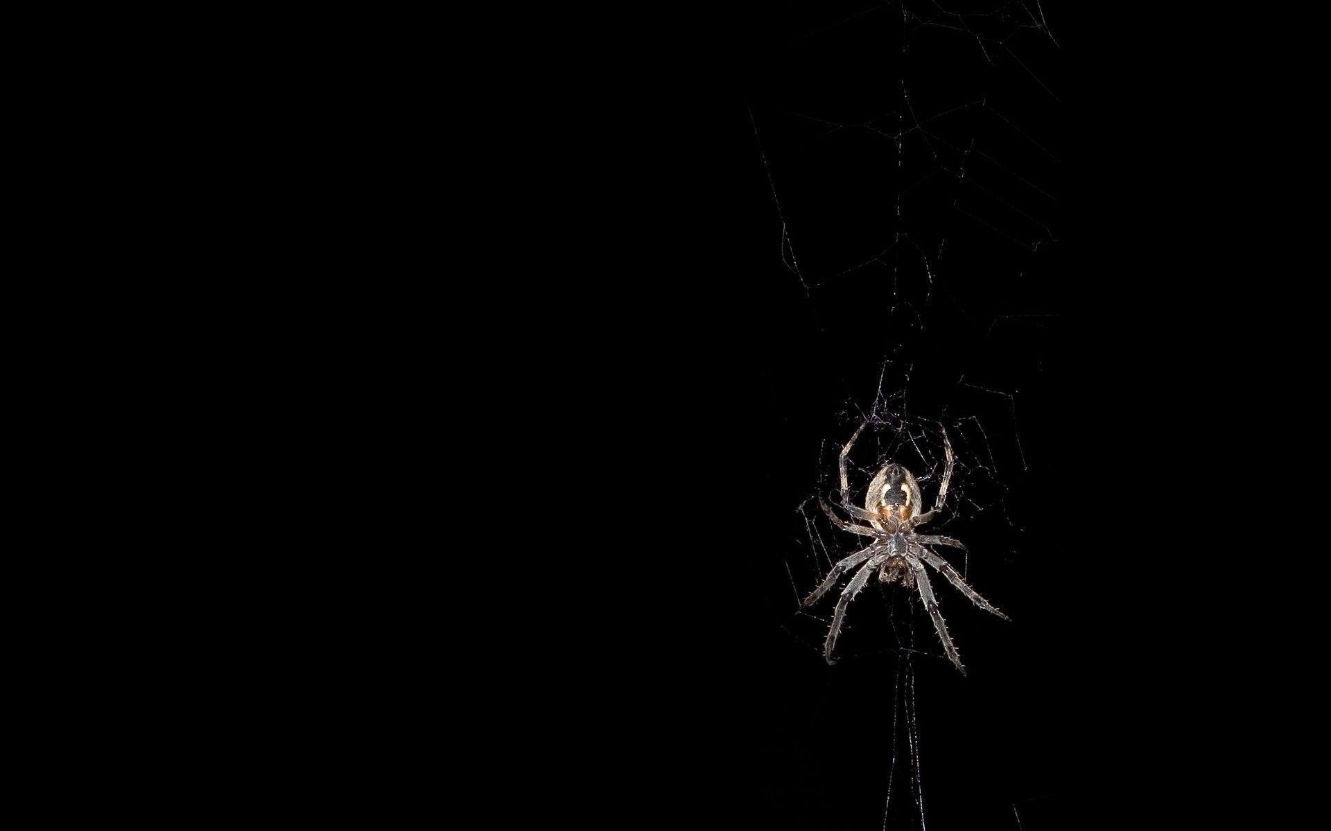 1920x1200 Spider Web - wallpaper.