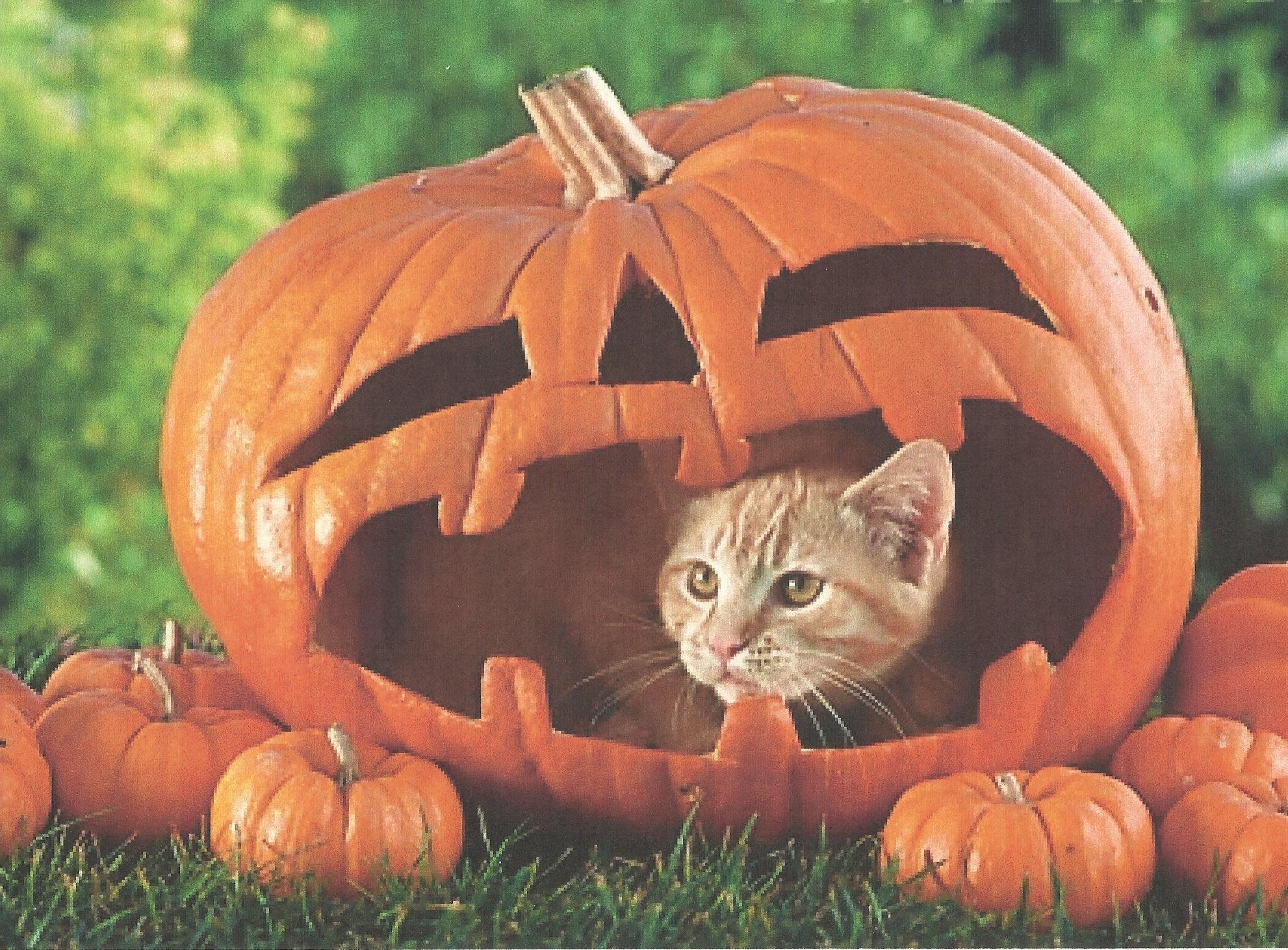 1982x1462  Halloween cats and kittens | halloween cat in a pumpkin wallpaper  tags feline kitten halloween .