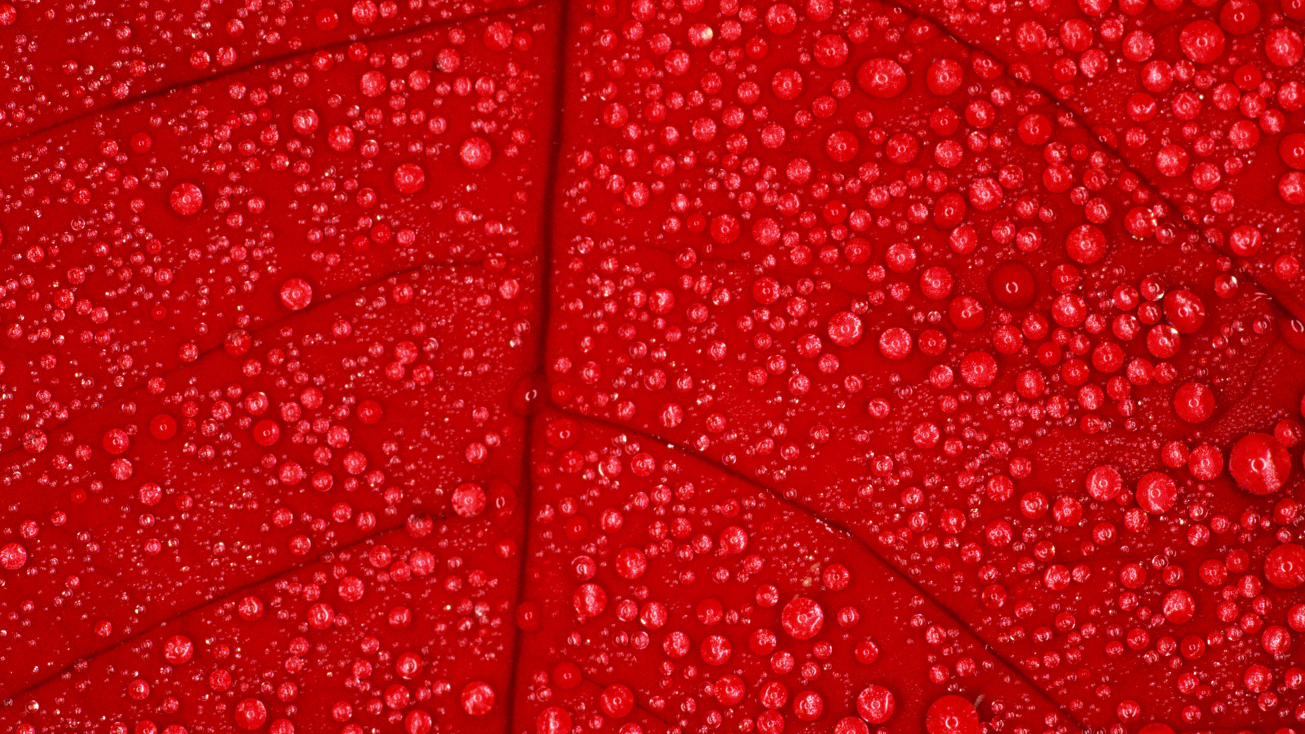 2560x1440 Red Texture Wallpaper Phone