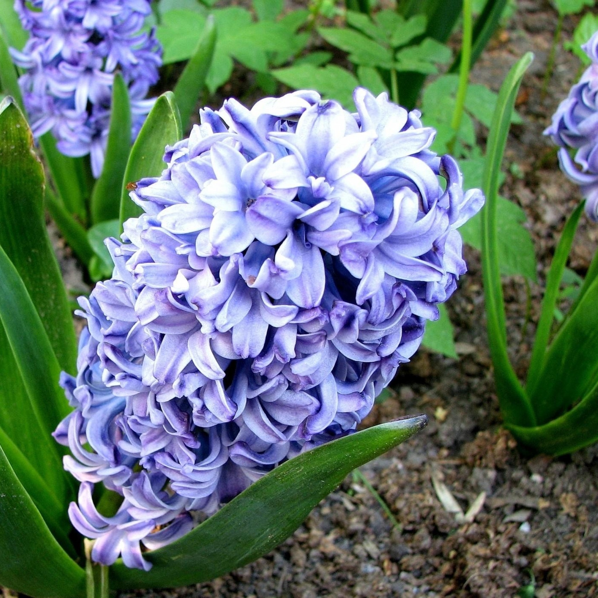 2048x2048 Preview wallpaper hyacinth, flower, flowerbed, green, ground 